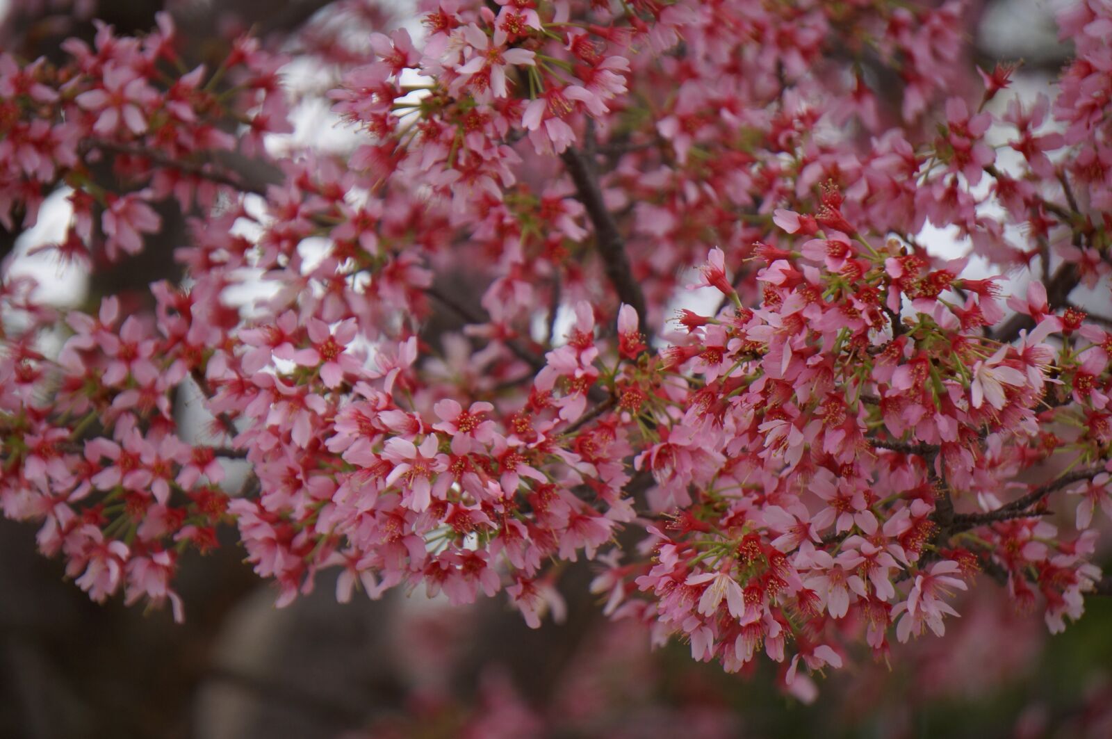 Sony Alpha NEX-3N + Sony E 55-210mm F4.5-6.3 OSS sample photo. Flower, spring, blossom photography