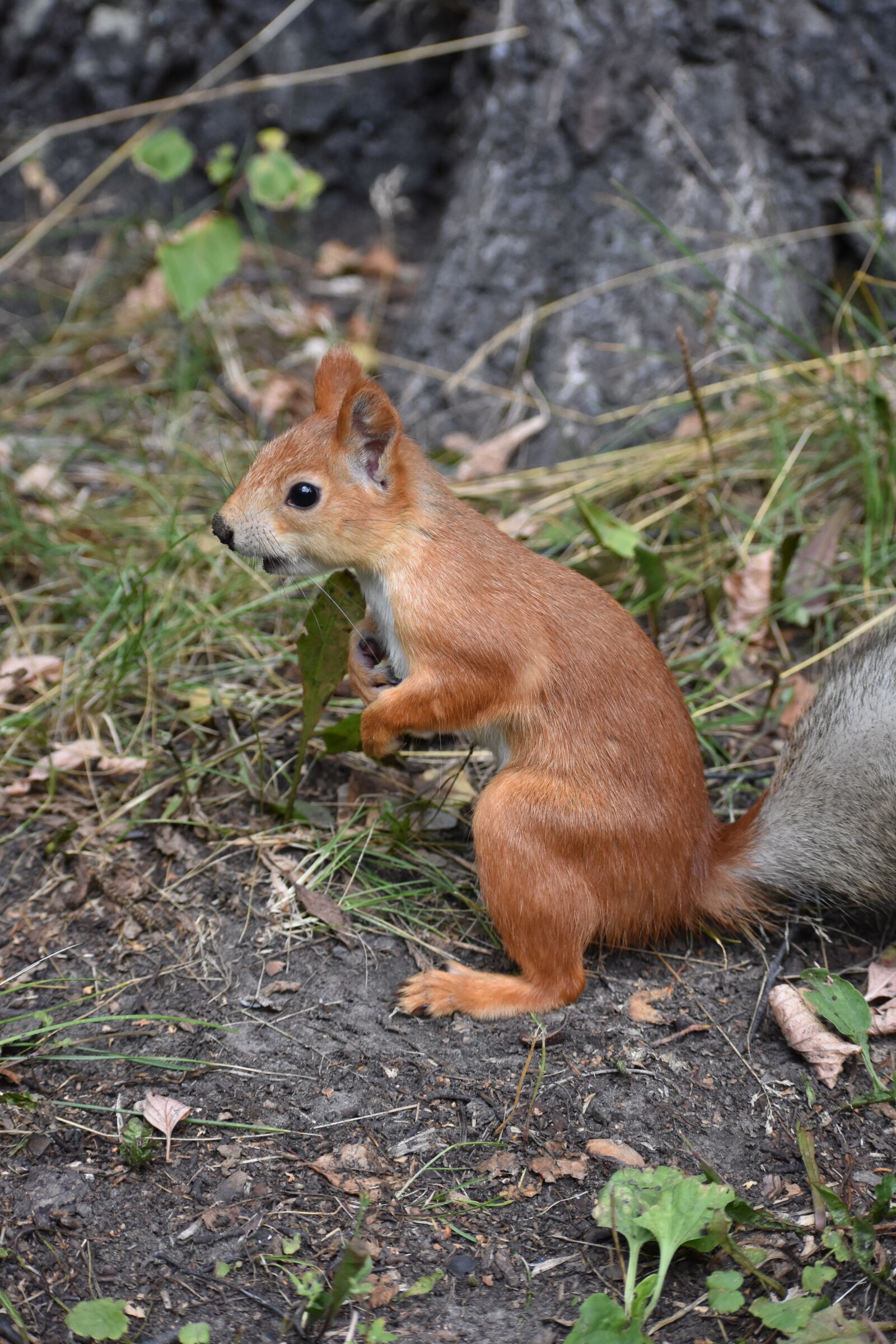 Nikon D3400 sample photo. Squirrel, redhead, young photography