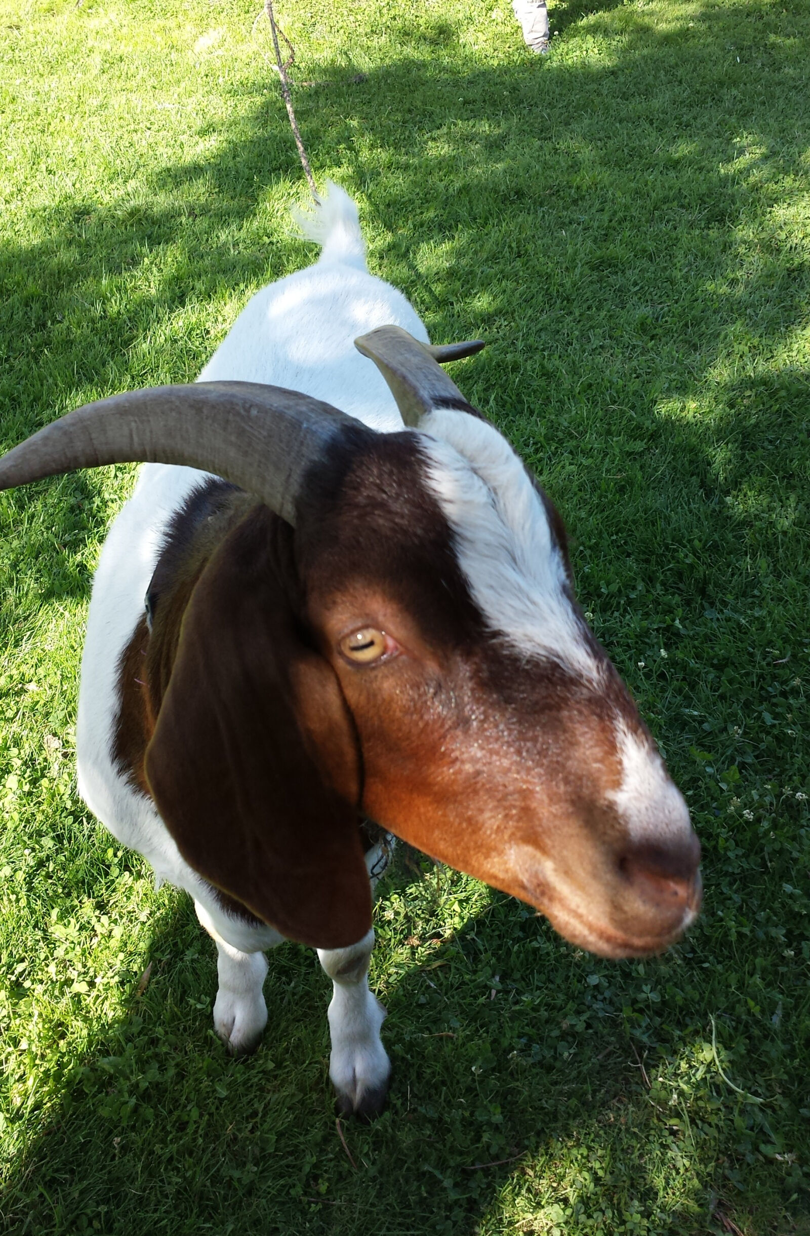 Samsung Galaxy S4 sample photo. Farm, animal, goat photography
