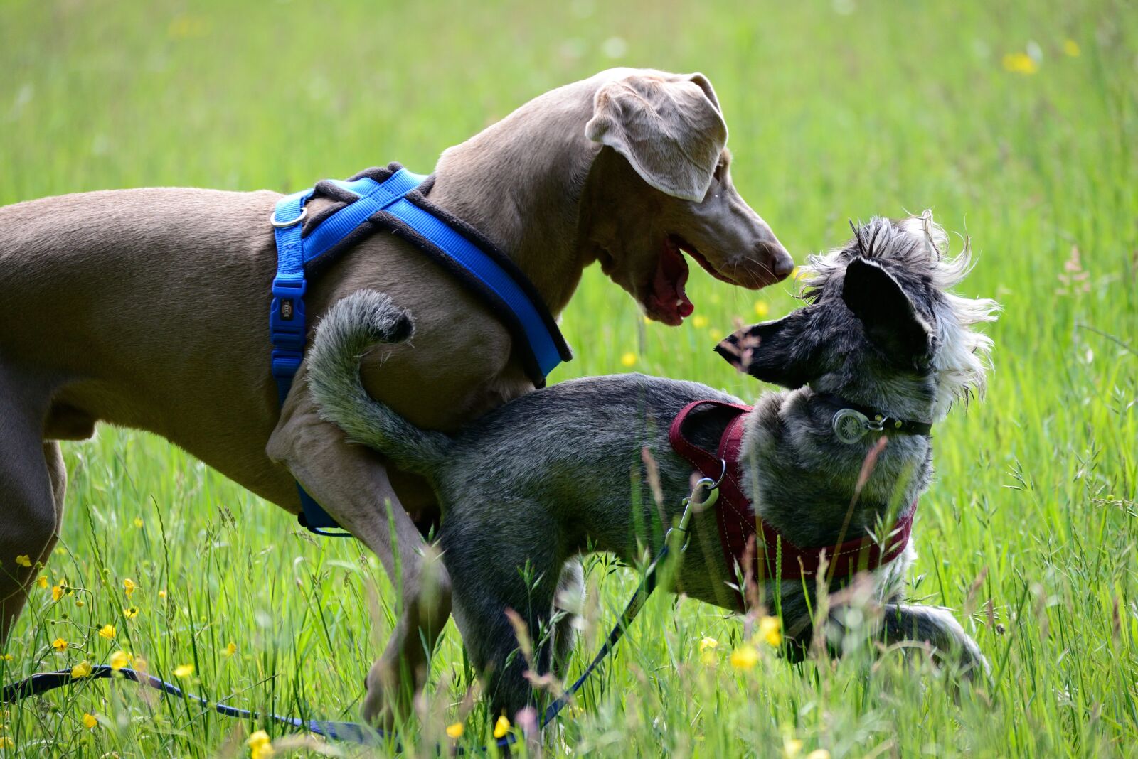 Nikon D610 sample photo. Dogs, play, meadow photography