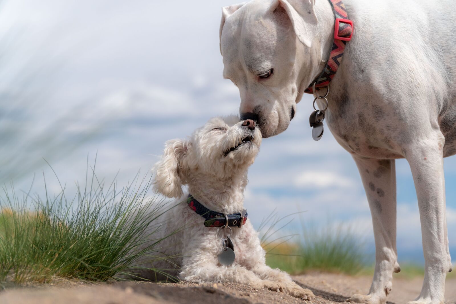 Sony a6300 + Sony E PZ 18-105mm F4 G OSS sample photo. Dogs, poodle, white boxer photography