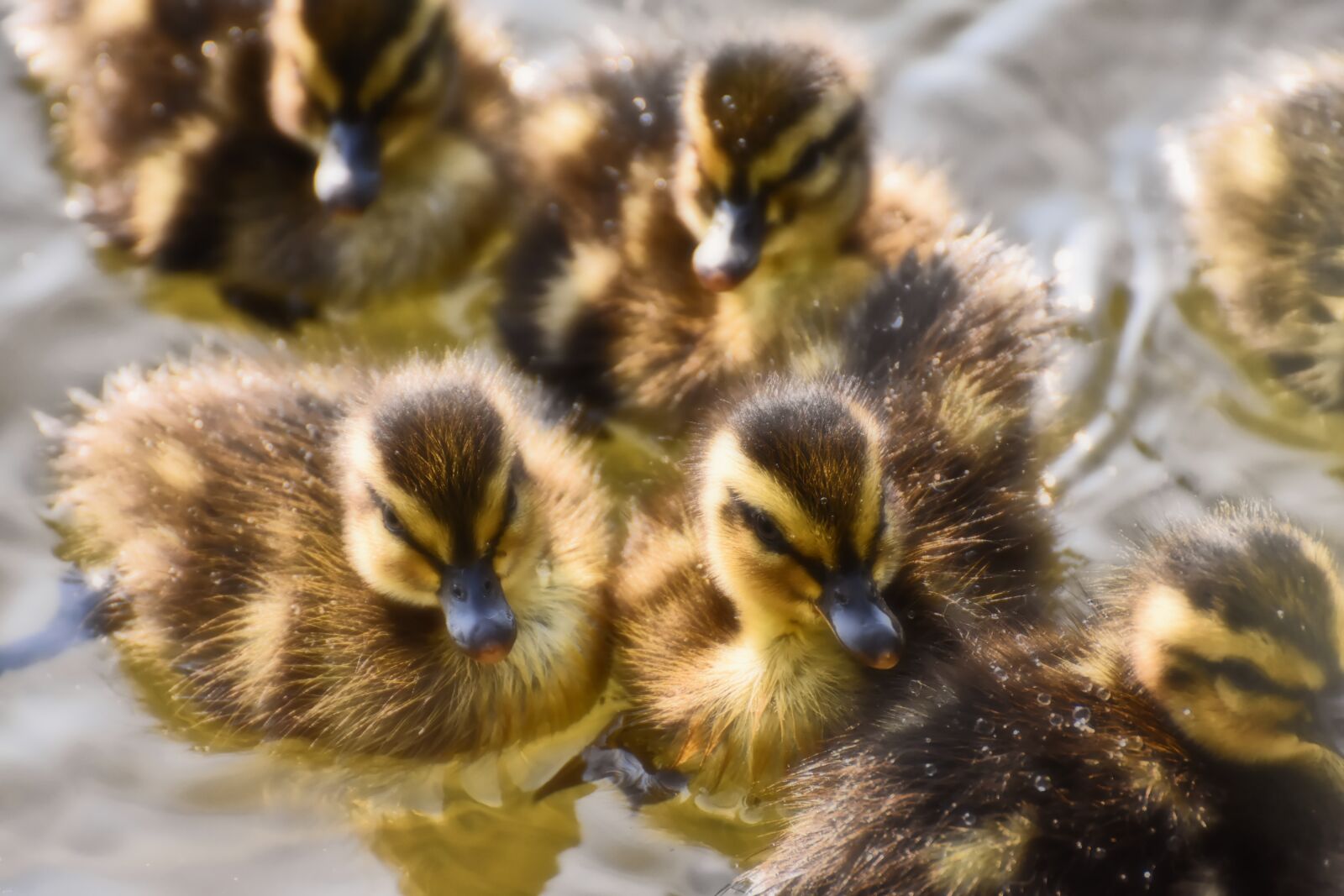 Nikon D7200 sample photo. Mallard, ducklings, duck photography