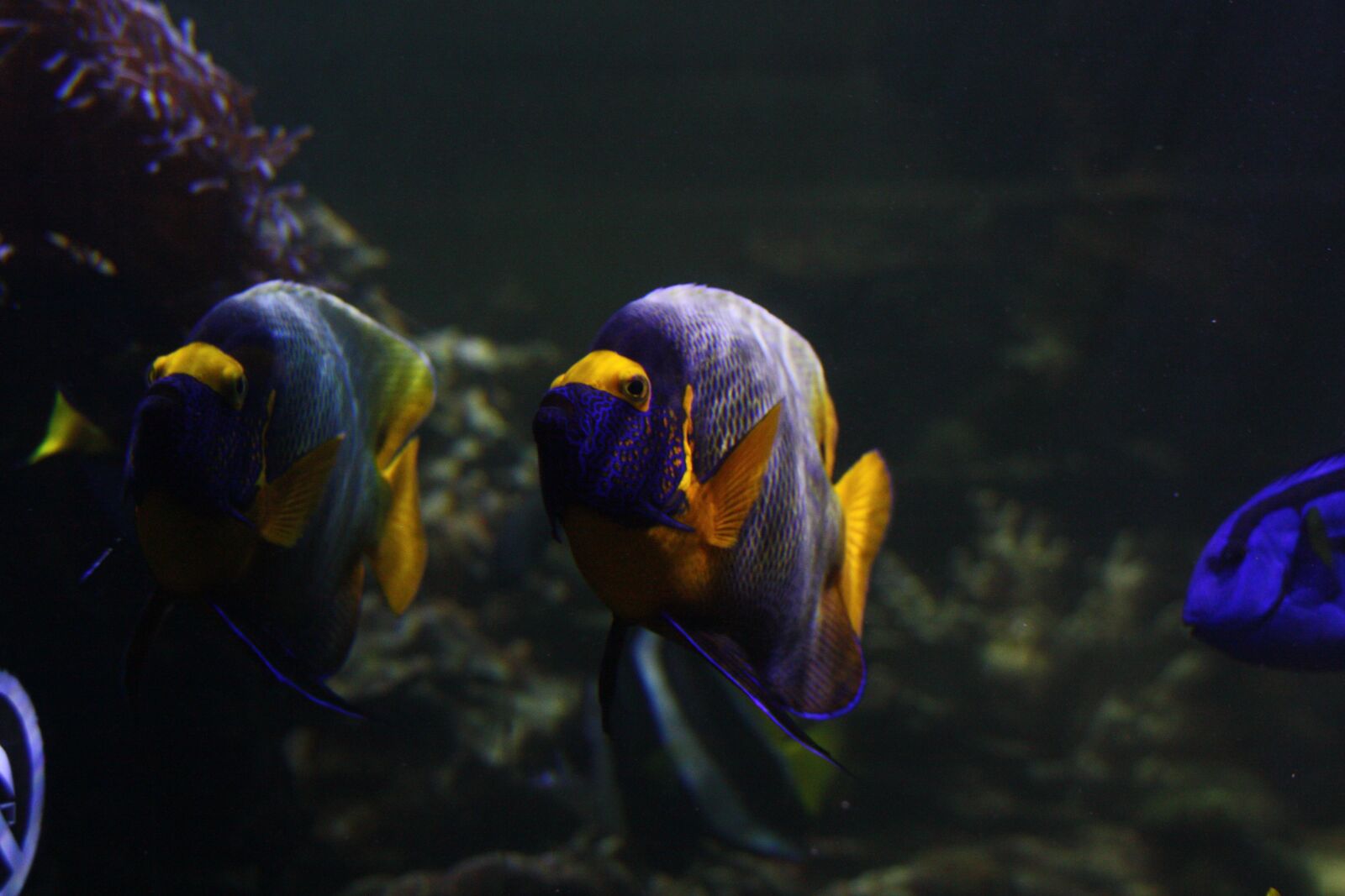 Canon EOS 450D (EOS Rebel XSi / EOS Kiss X2) sample photo. Fish, sea, underwater photography