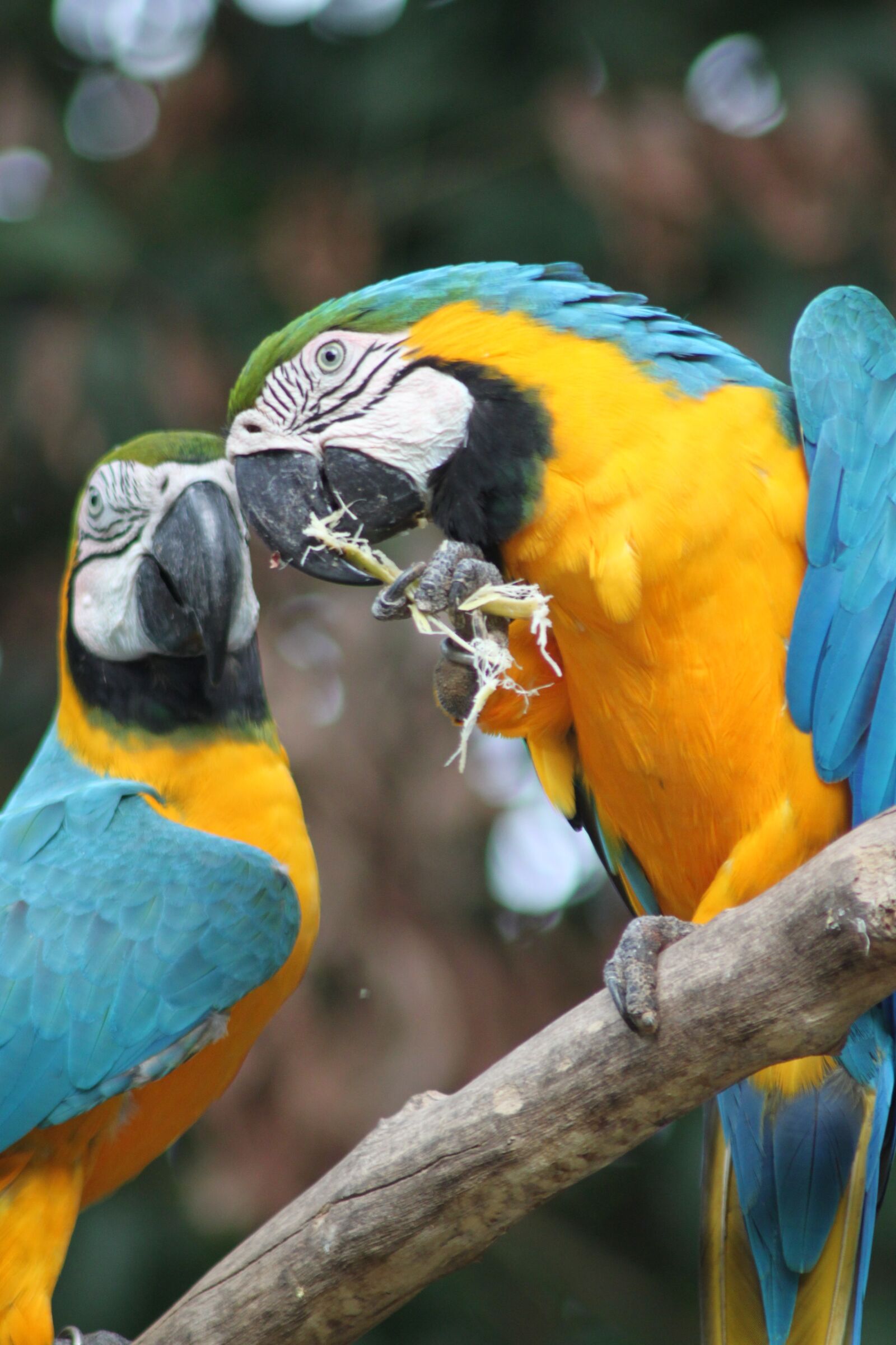 Canon EOS 500D (EOS Rebel T1i / EOS Kiss X3) sample photo. Parrot, bird, macaw photography
