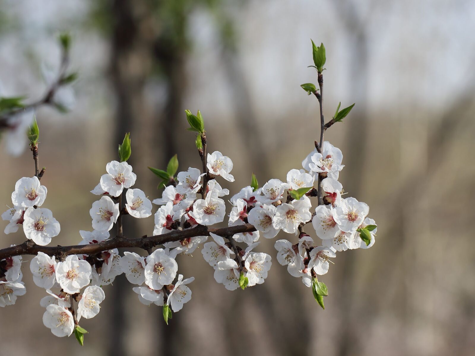 Canon EF 100mm F2.8L Macro IS USM sample photo. Flower, tree, branch photography