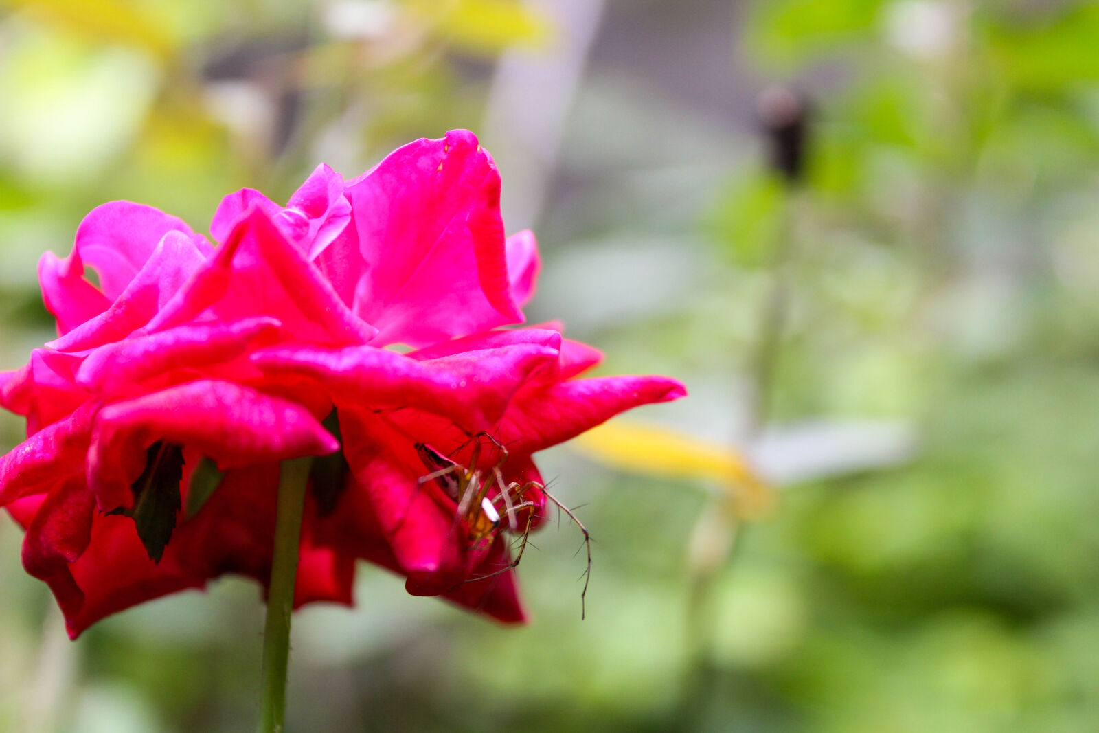 Canon EOS 1300D (EOS Rebel T6 / EOS Kiss X80) sample photo. Desktop, wallpaper, flowers, flowers photography