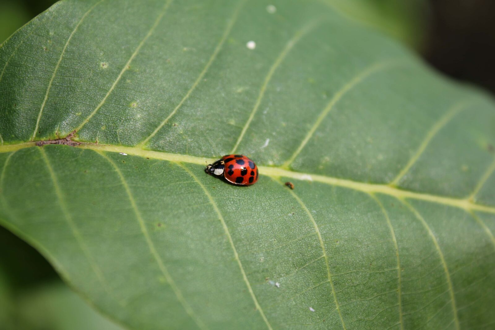 Canon EF-S 18-55mm F3.5-5.6 IS sample photo. Ladybug, beetle, side view photography