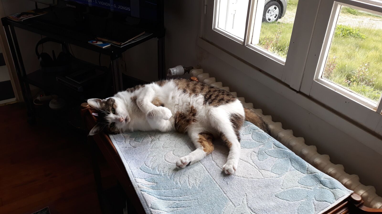 Samsung Galaxy J5 sample photo. Cat actor, hope of photography