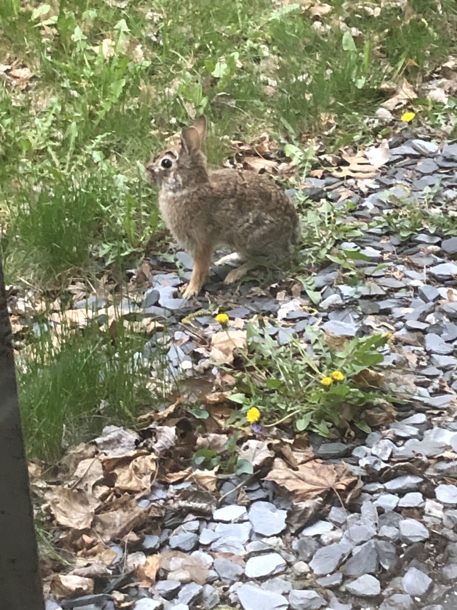 iPhone 8 back camera 3.99mm f/1.8 sample photo. Rabbit, bunny, bunnyrabbit photography
