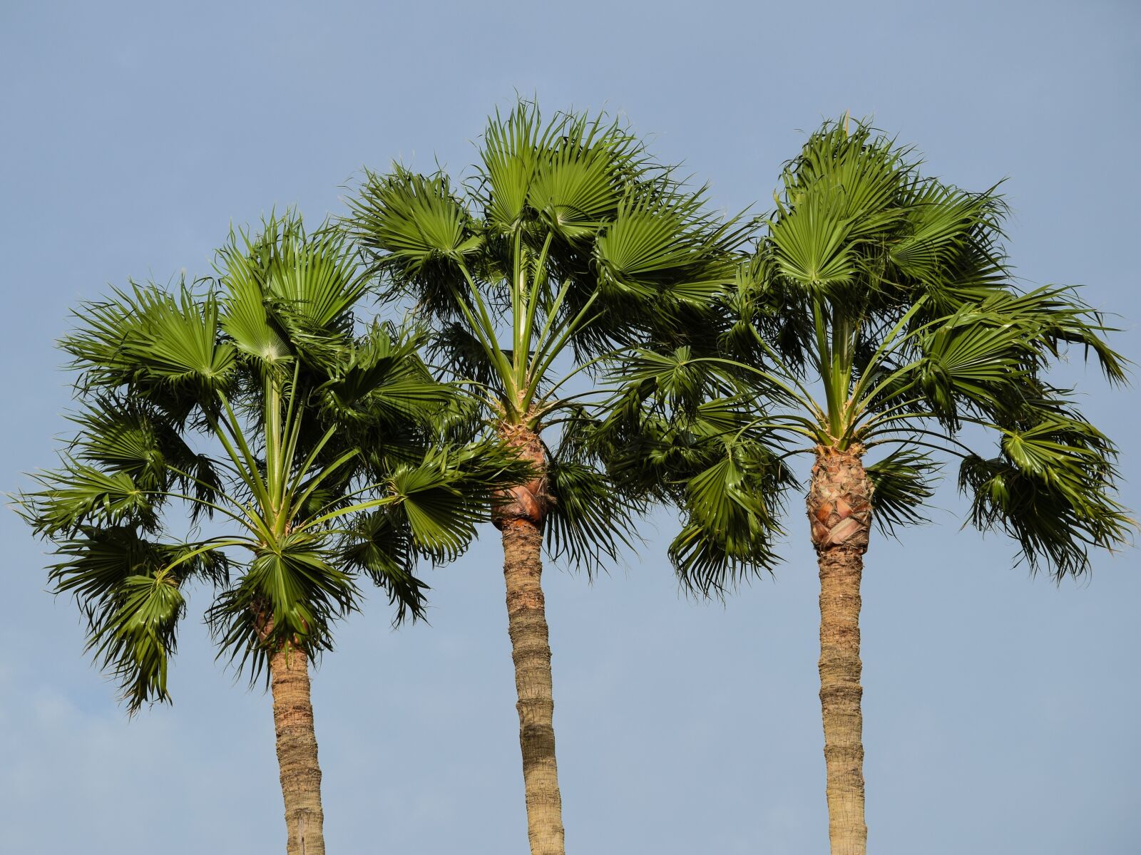 Nikon D3300 sample photo. Tree, palm, tropical photography