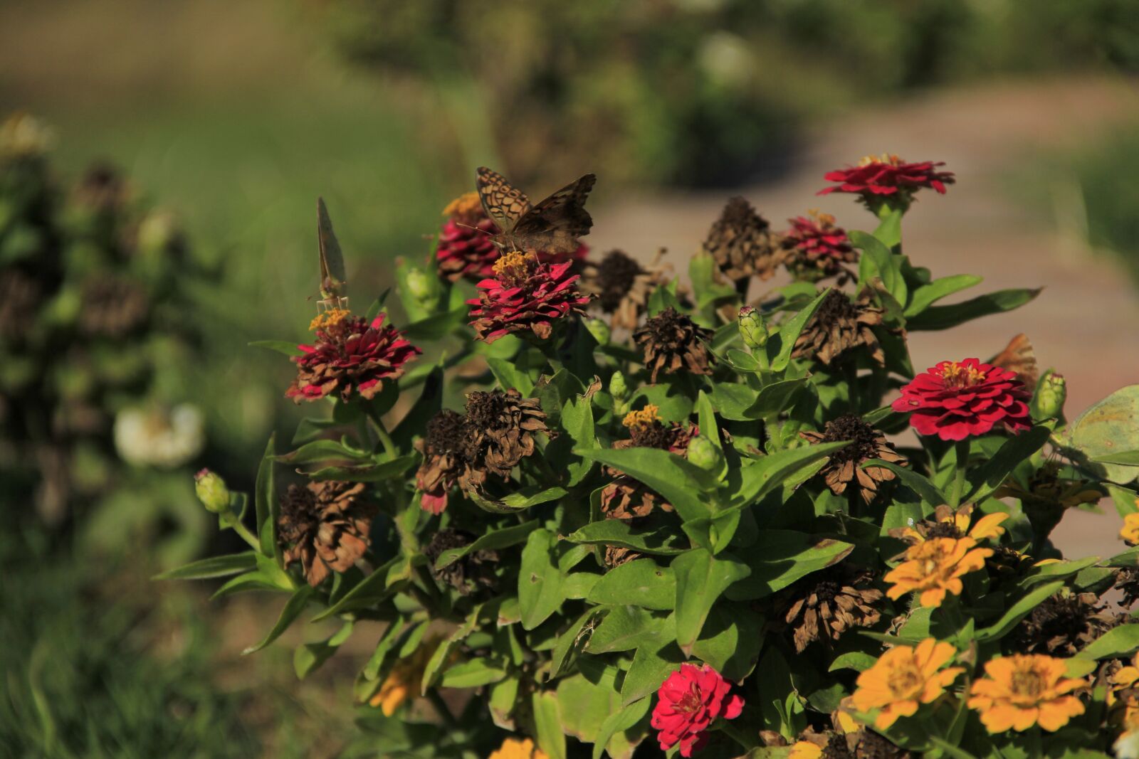 Canon EF-S 18-135mm F3.5-5.6 IS sample photo. Wild flowers, garden, flowers photography
