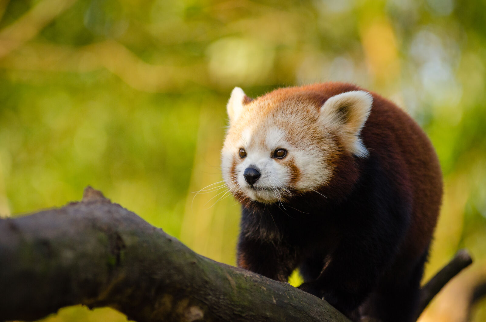 AF Zoom-Nikkor 80-200mm f/2.8 ED sample photo