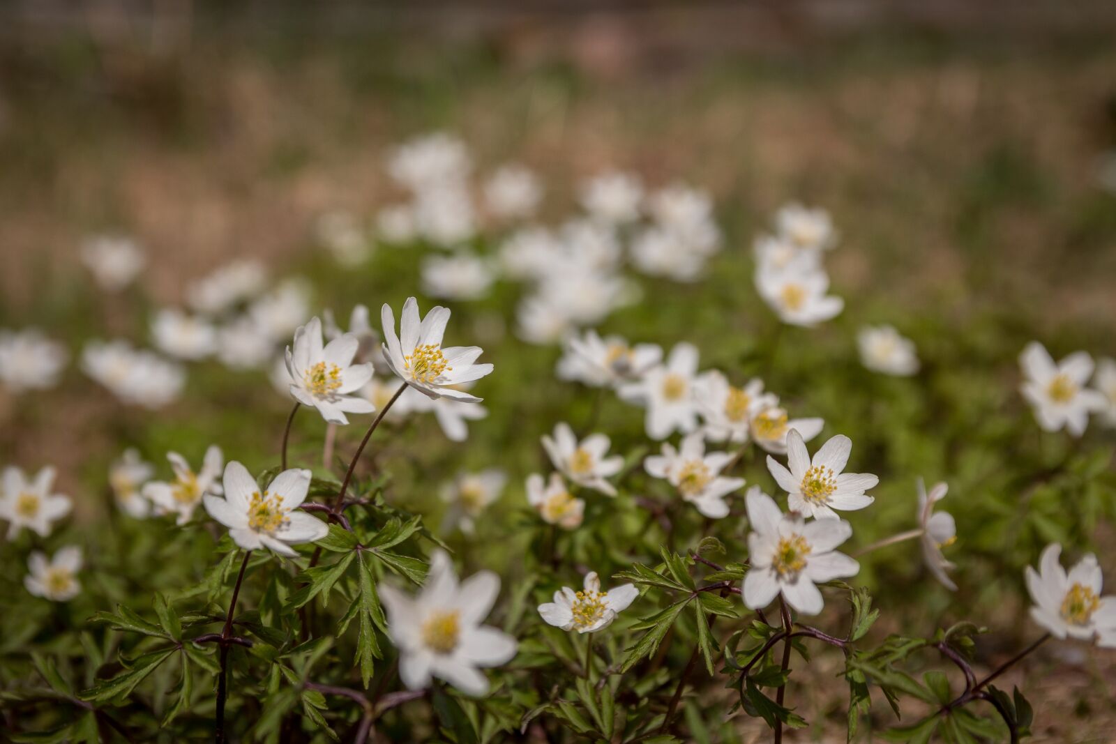 Canon EOS 70D sample photo. Wood anemone, white, green photography