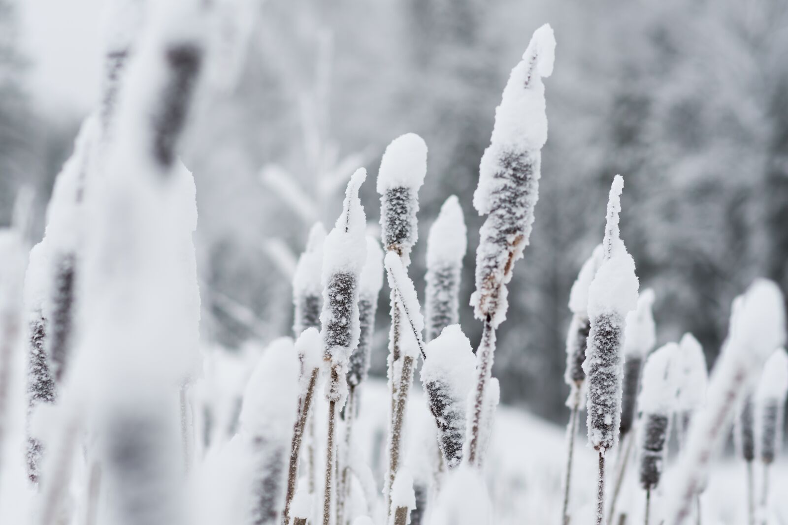 Nikon D7500 sample photo. Winter, frozen, snow photography