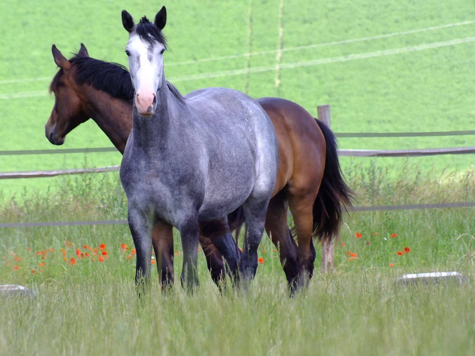 FujiFilm FinePix HS20 EXR (FinePix HS22 EXR) sample photo. Horse breeding, mare, jumping photography