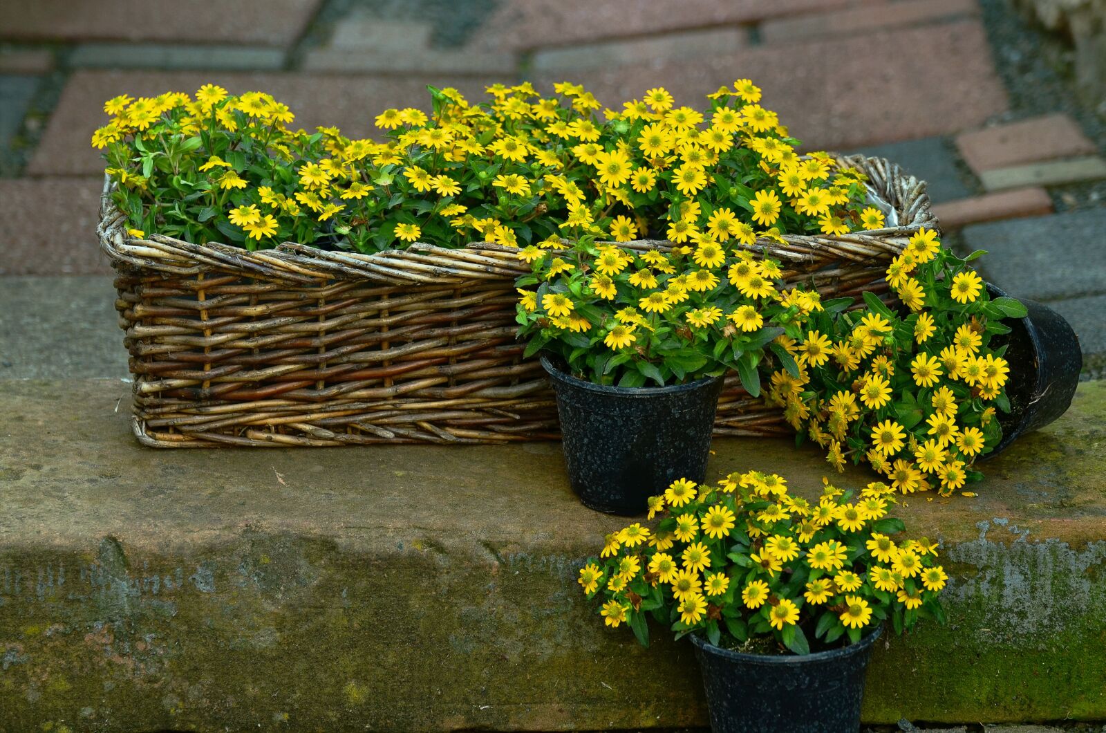 Nikon D5100 sample photo. Flowers, yellow flowers, hussar photography