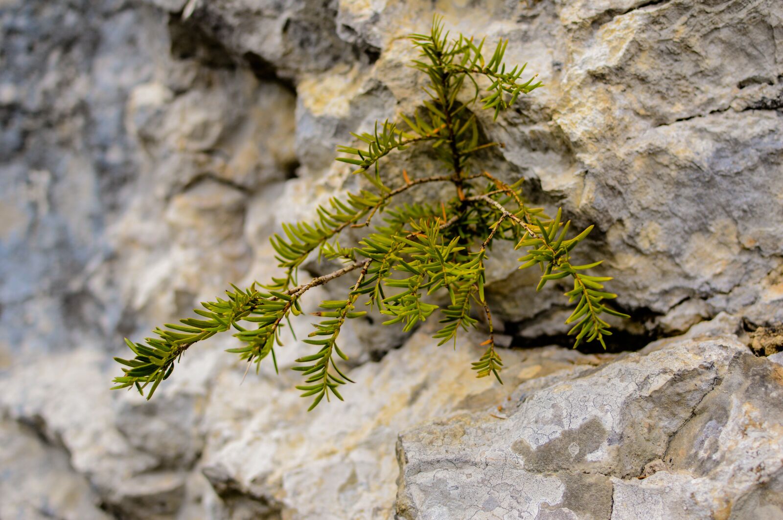 Nikon D3200 sample photo. Plant, rock, stones photography