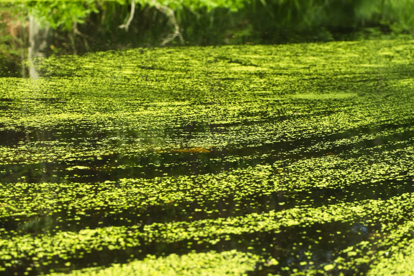 Sony FE 28-70mm F3.5-5.6 OSS sample photo. Lake, duckweed, water photography