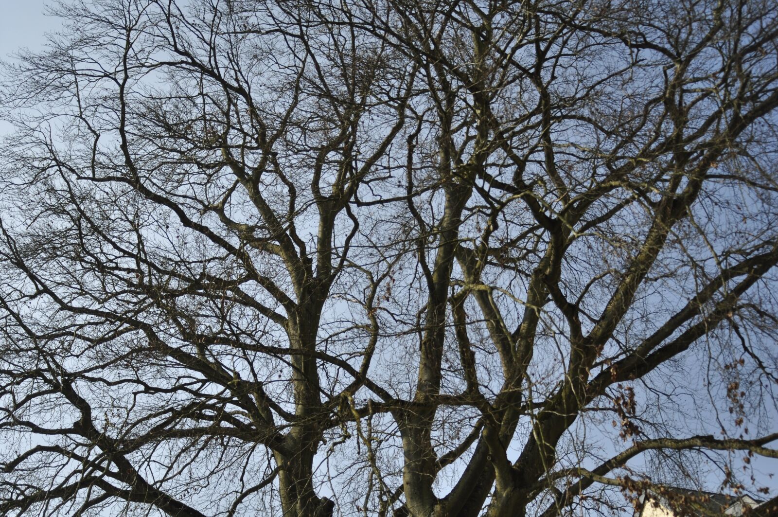 Nikon D90 sample photo. Tree, sky, blue photography