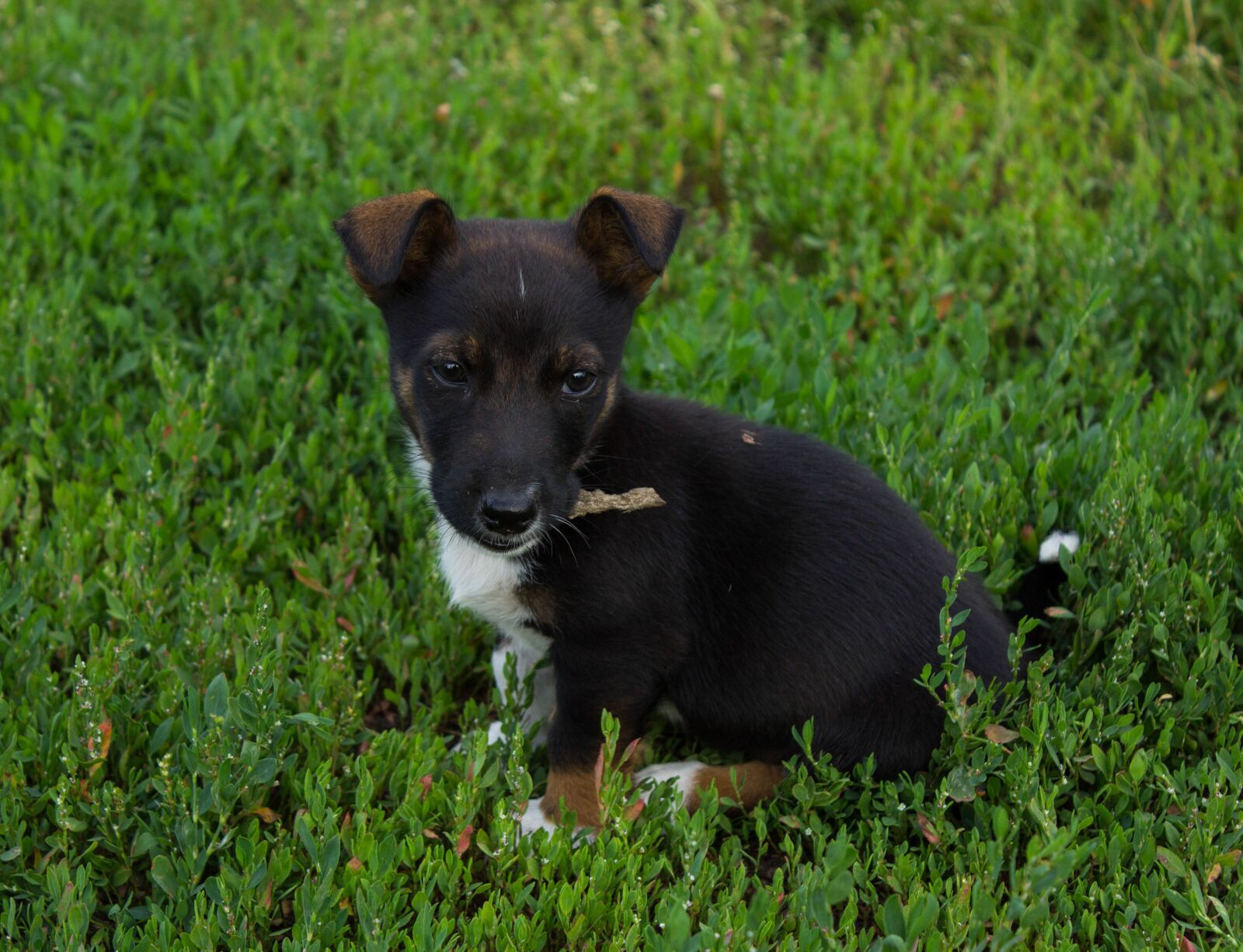 Canon EOS 600D (Rebel EOS T3i / EOS Kiss X5) sample photo. Puppy, male, masik photography