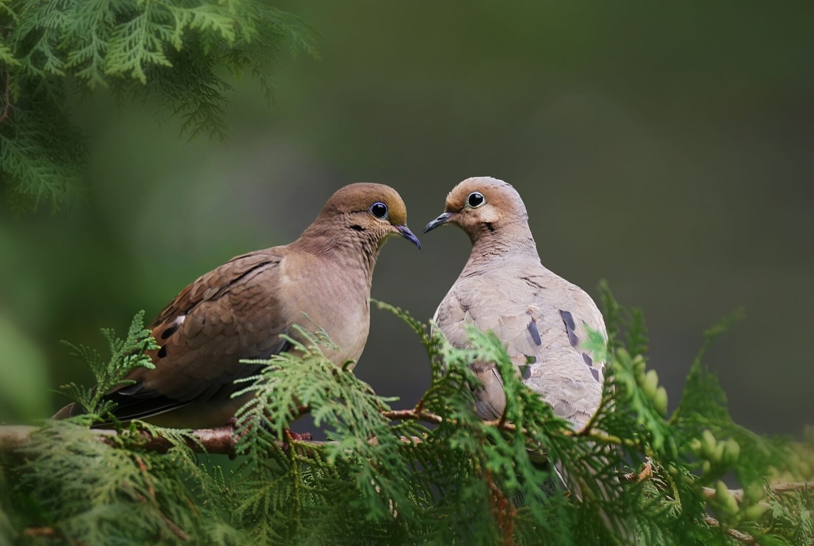 Sony a6300 sample photo. Birds, wild, mourning doves photography