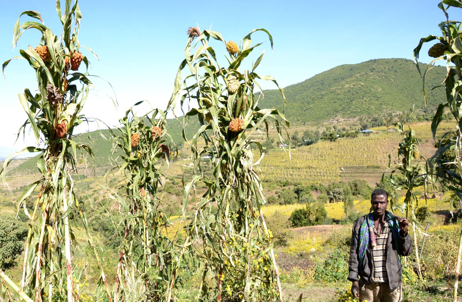 Nikon D3100 sample photo. Sorghum, ethiopia, savannah photography