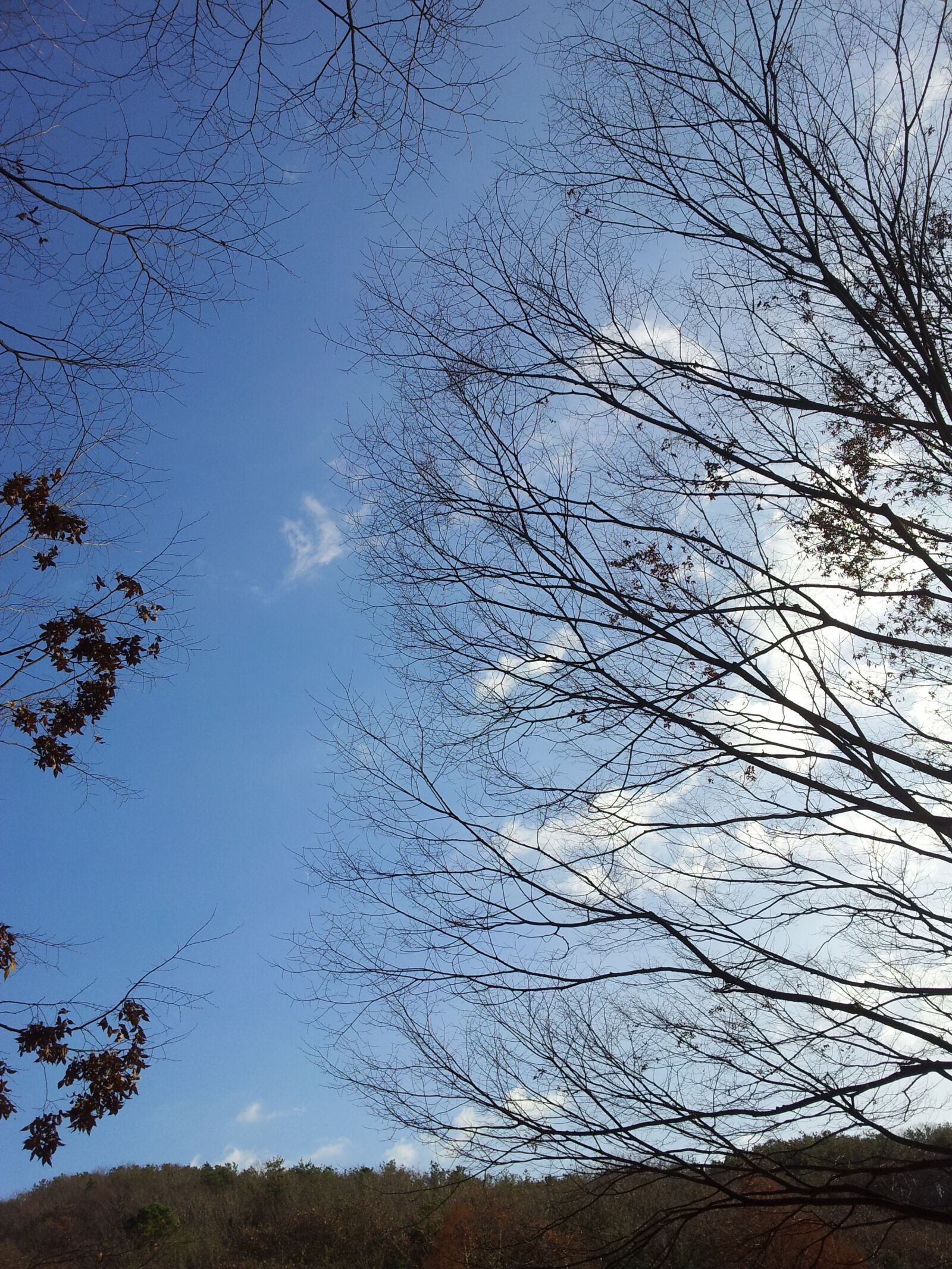 Samsung Galaxy S2 sample photo. Winter, wood, winter tree photography
