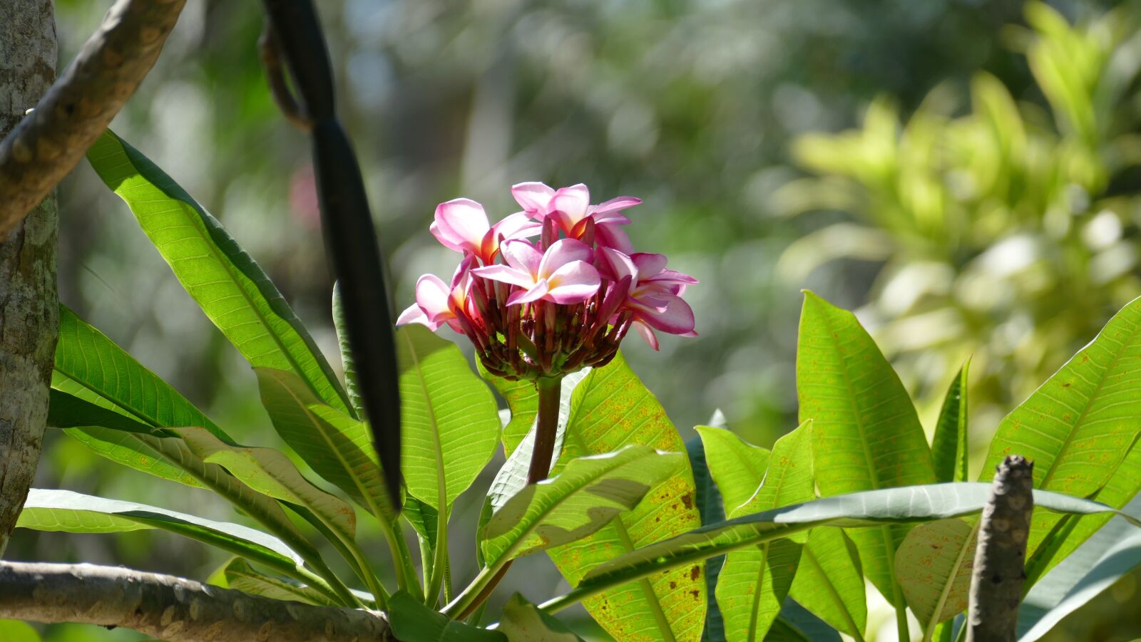 Leica V-Lux (Typ 114) sample photo. Frangipani, bush, nature photography