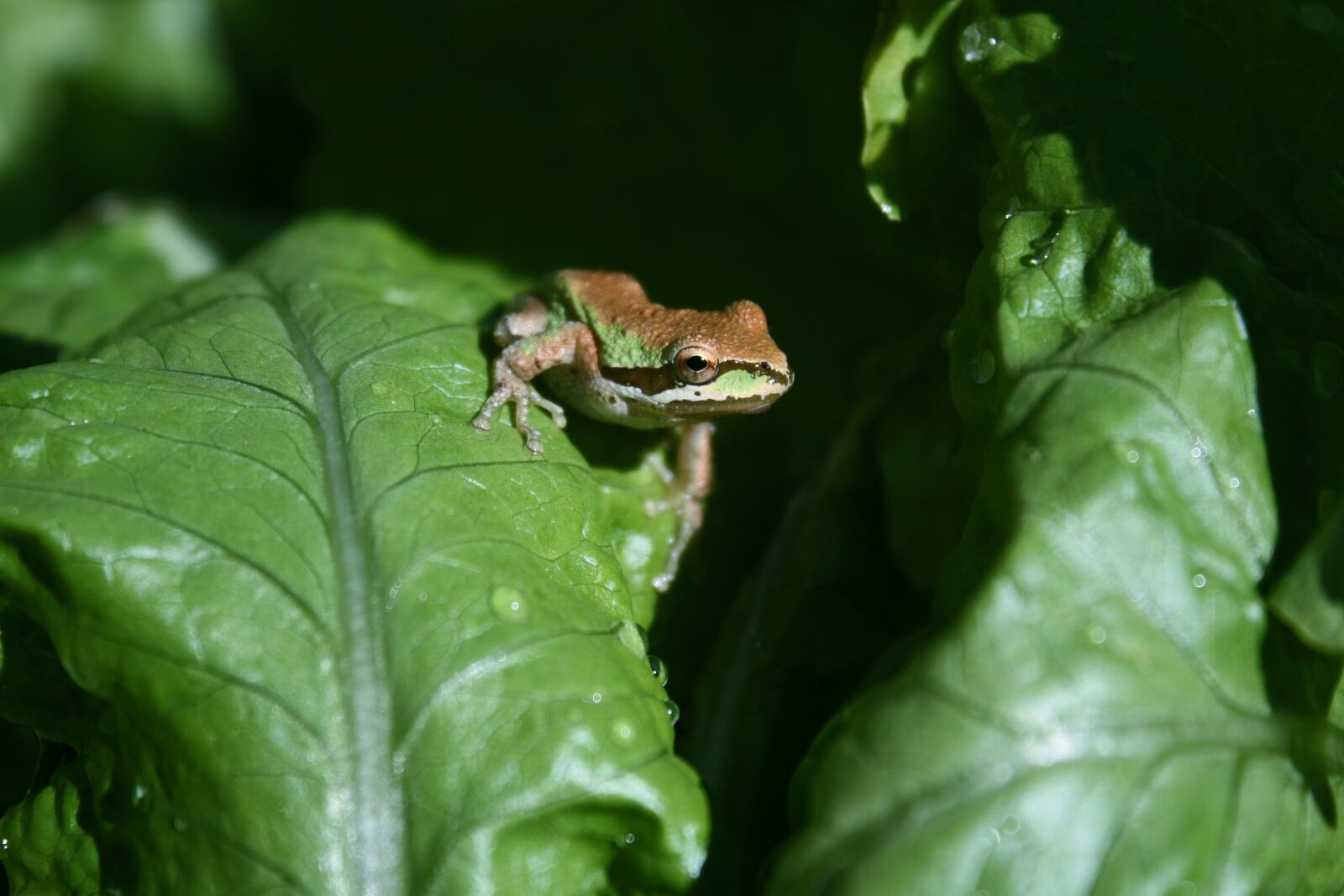 Canon EOS 400D (EOS Digital Rebel XTi / EOS Kiss Digital X) sample photo. Frog, garden, green photography