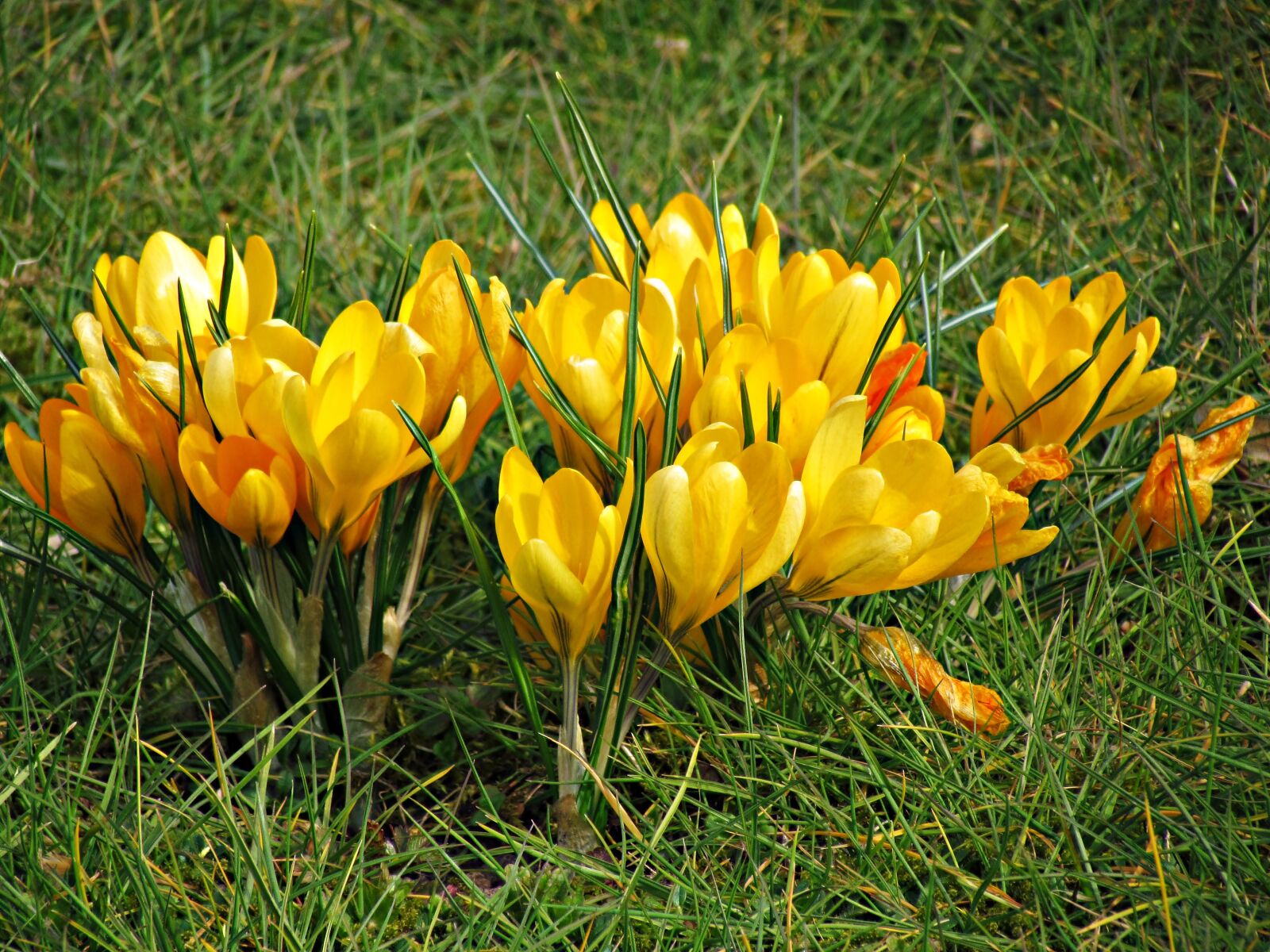 Крокус Шафран цветок жёлтый