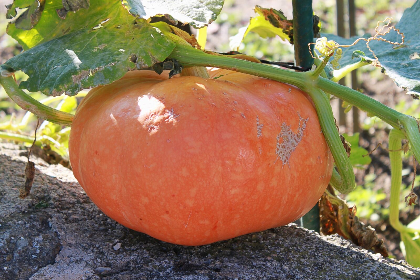 Canon EOS 500D (EOS Rebel T1i / EOS Kiss X3) sample photo. Squash, orange, vegetables photography