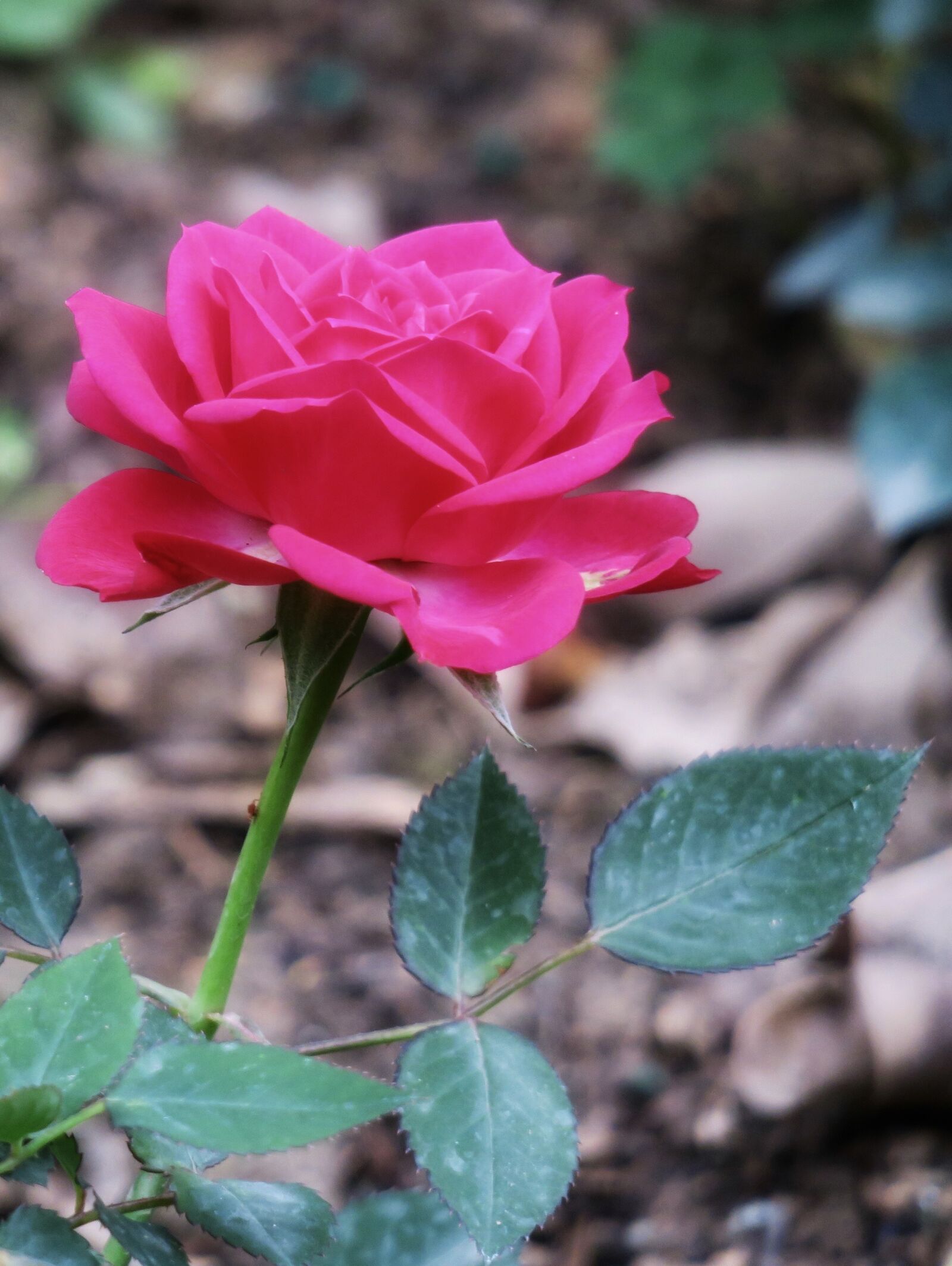 Canon PowerShot G3 X sample photo. Nature, plant, flower photography