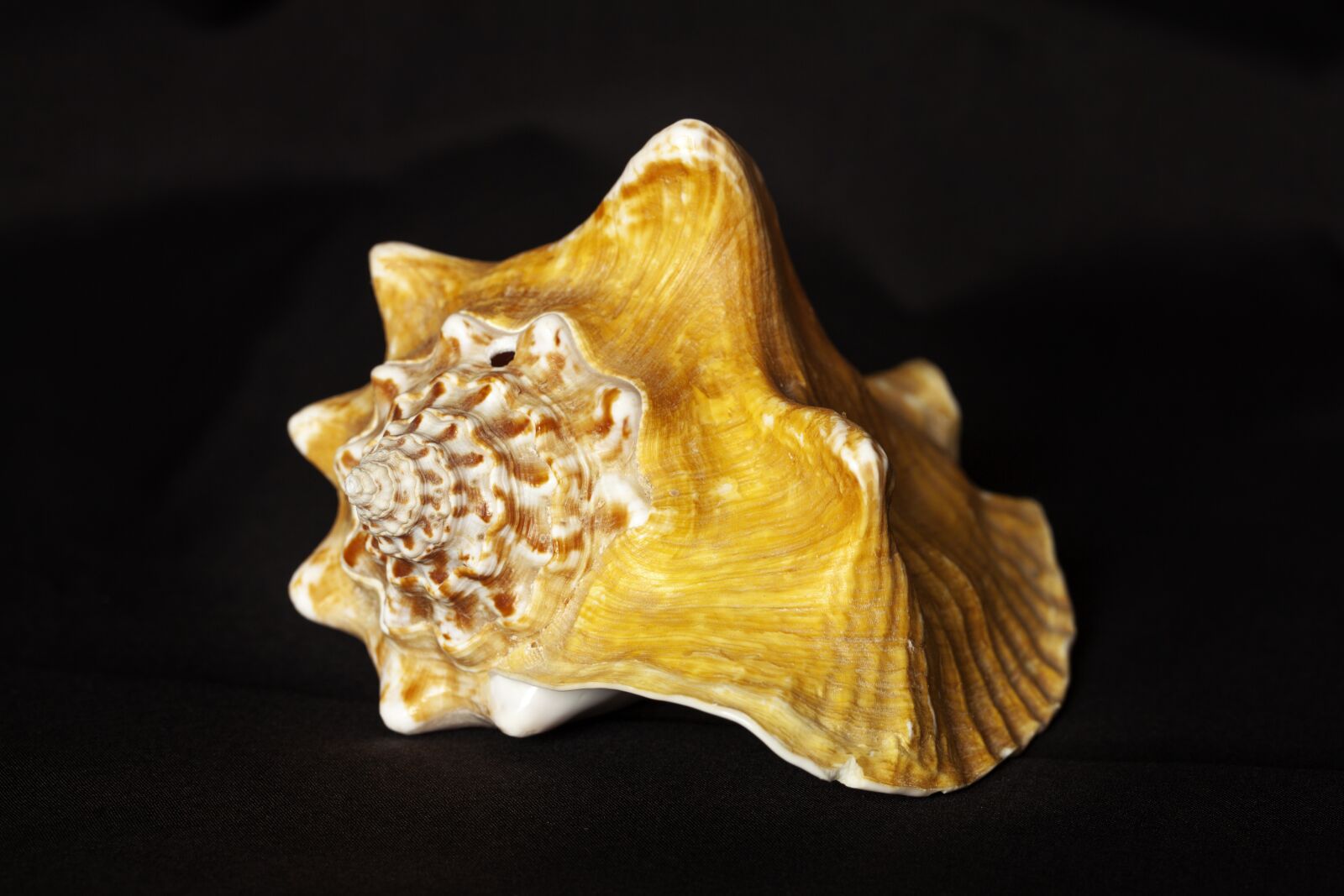 Canon EOS 5D Mark II sample photo. Shell, sea, underwater world photography