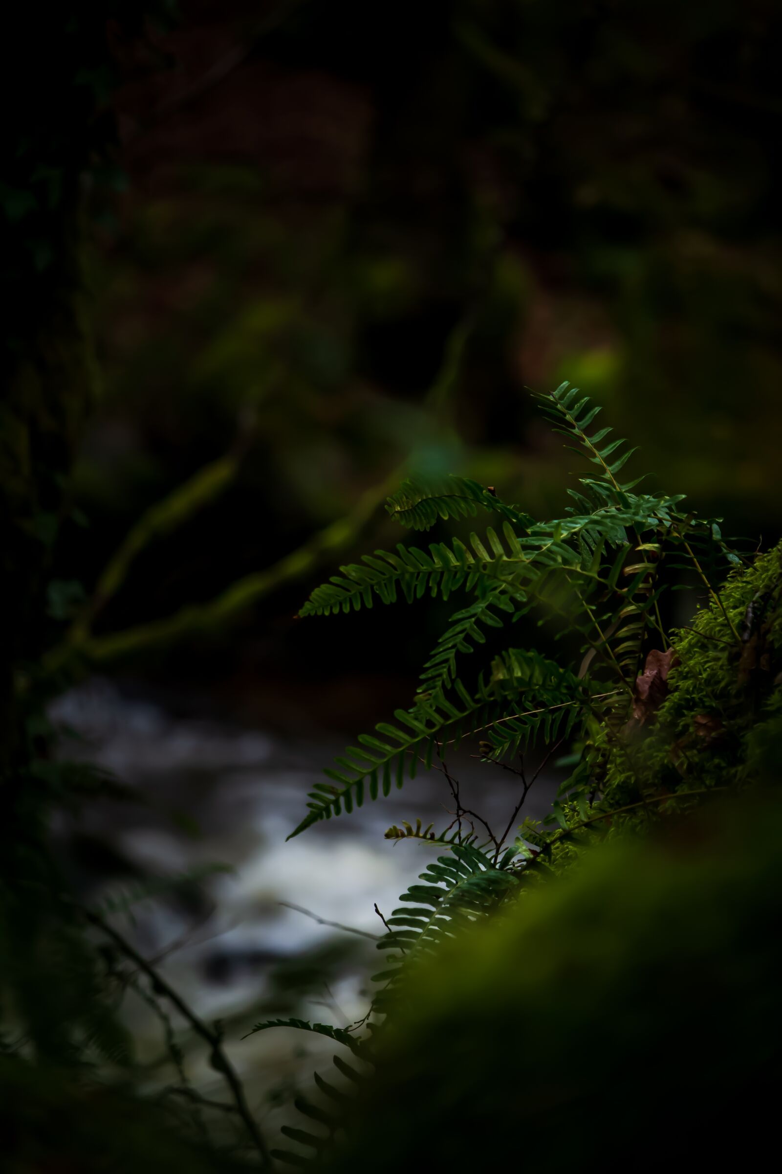 Canon EF-S 55-250mm F4-5.6 IS STM sample photo. Fern, nature, green photography