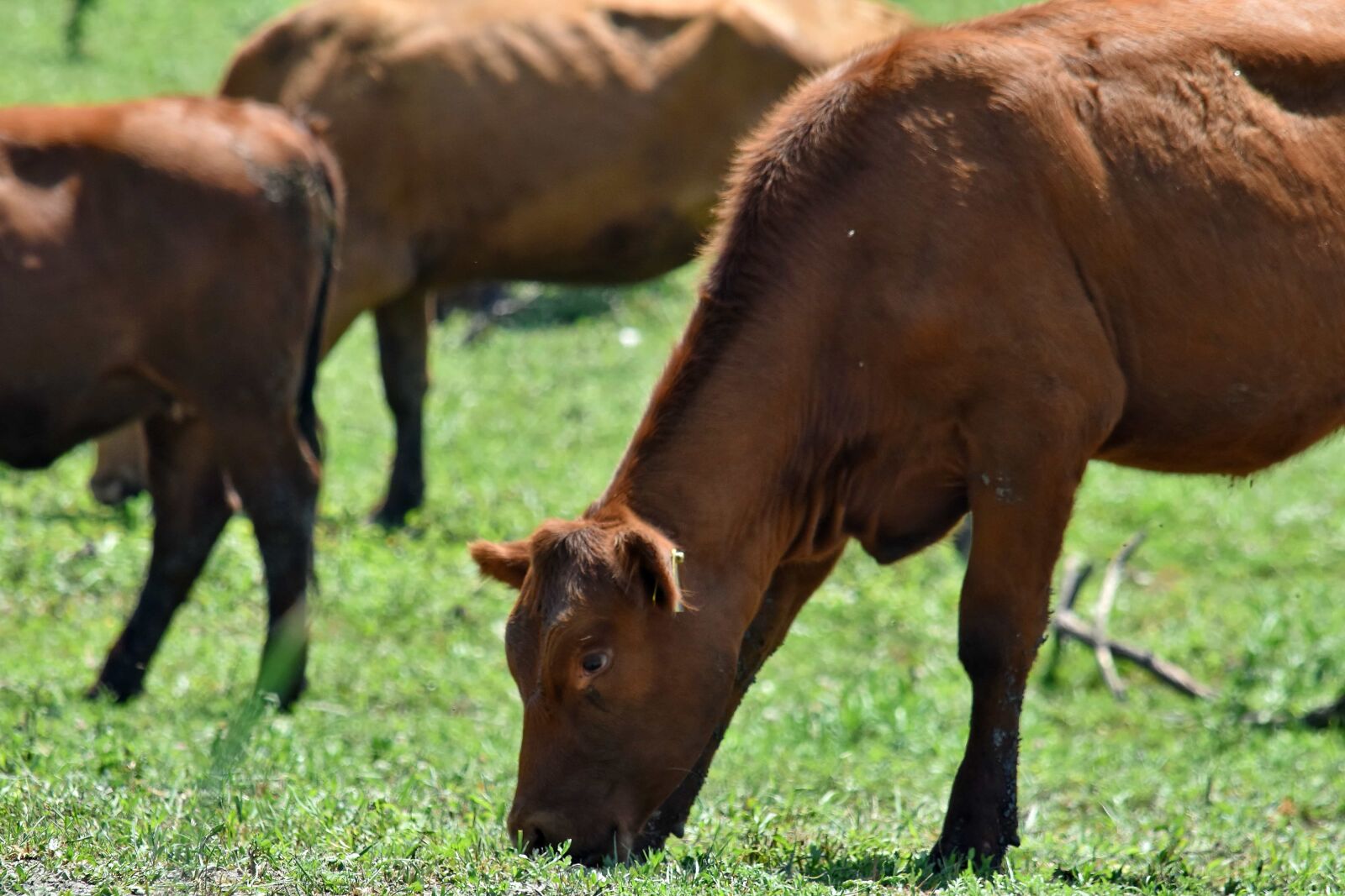 Nikon D5500 sample photo. Bull, cow, field, grazing photography