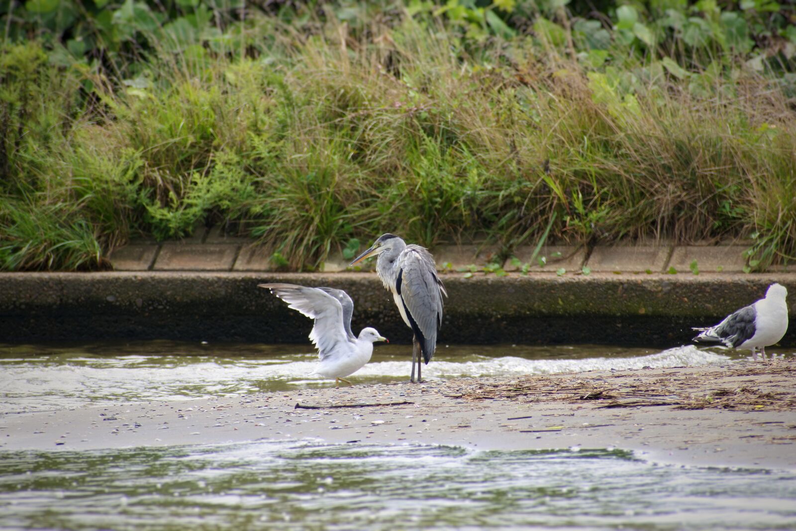 VR 70-300mm f/4.5-6.3G sample photo. Animal, river, waterside photography