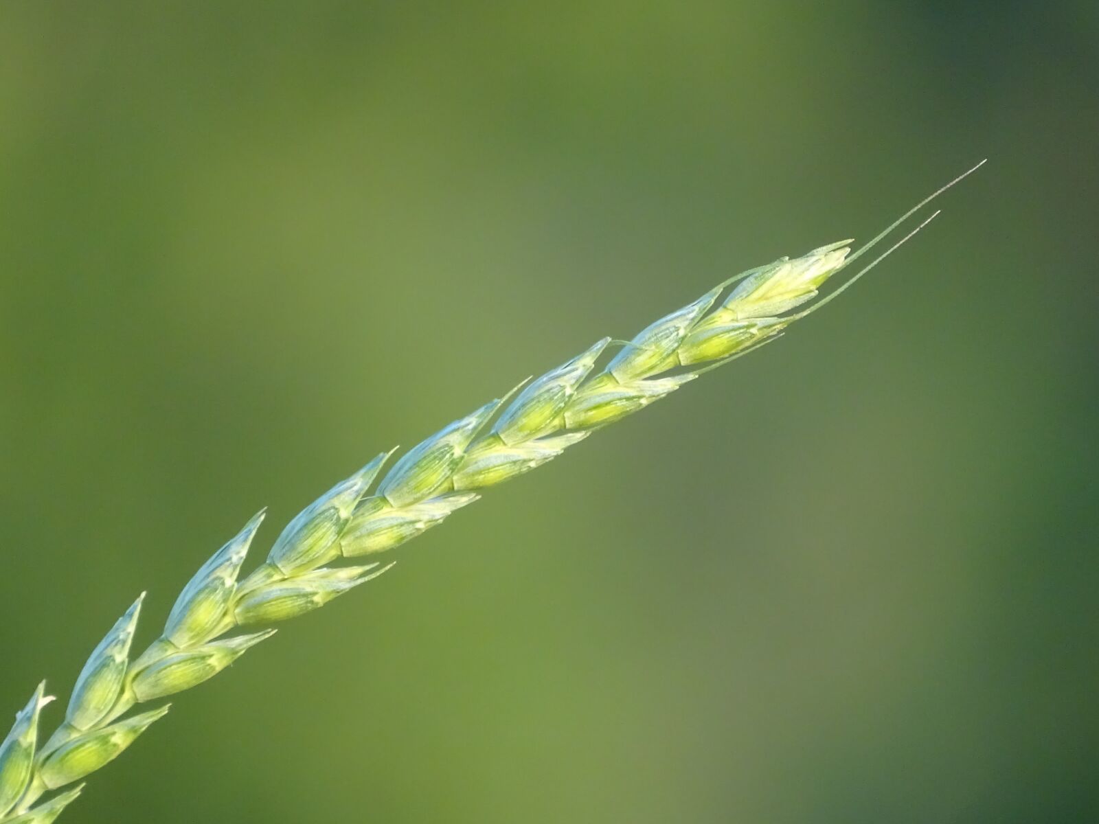 Sony Cyber-shot DSC-HX400V sample photo. Cornstalk, cereals, nature photography