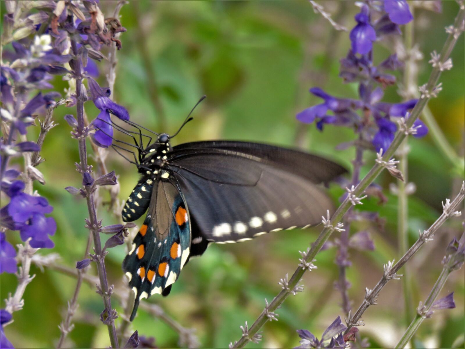 Canon PowerShot SX60 HS sample photo. Insect, butterfly, colorful photography