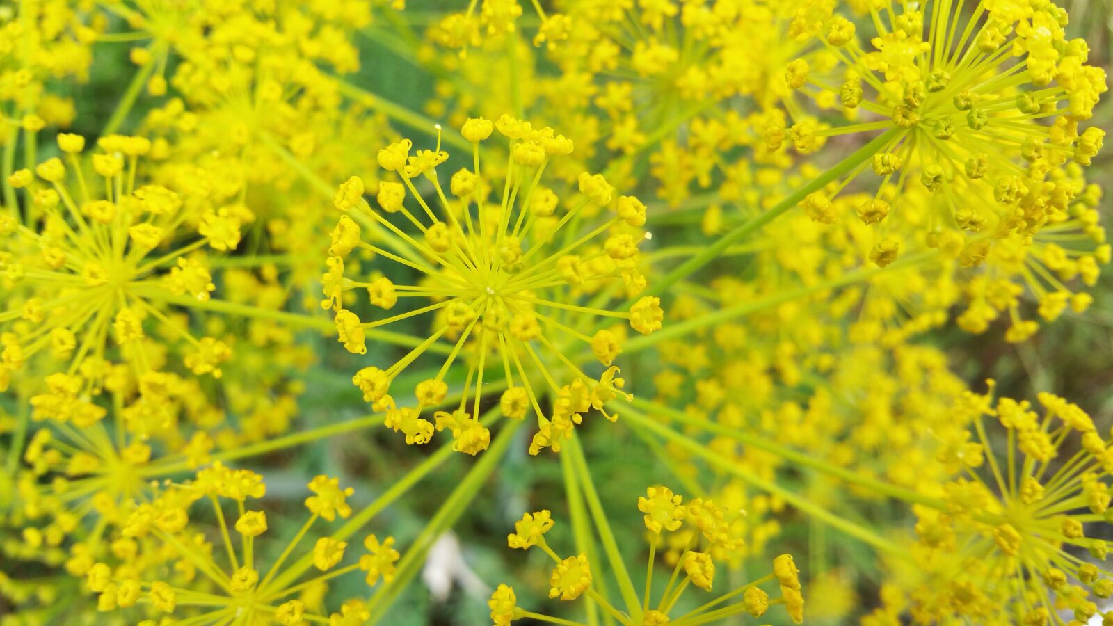 Samsung Galaxy Note4 sample photo. Nature, yellow, green photography