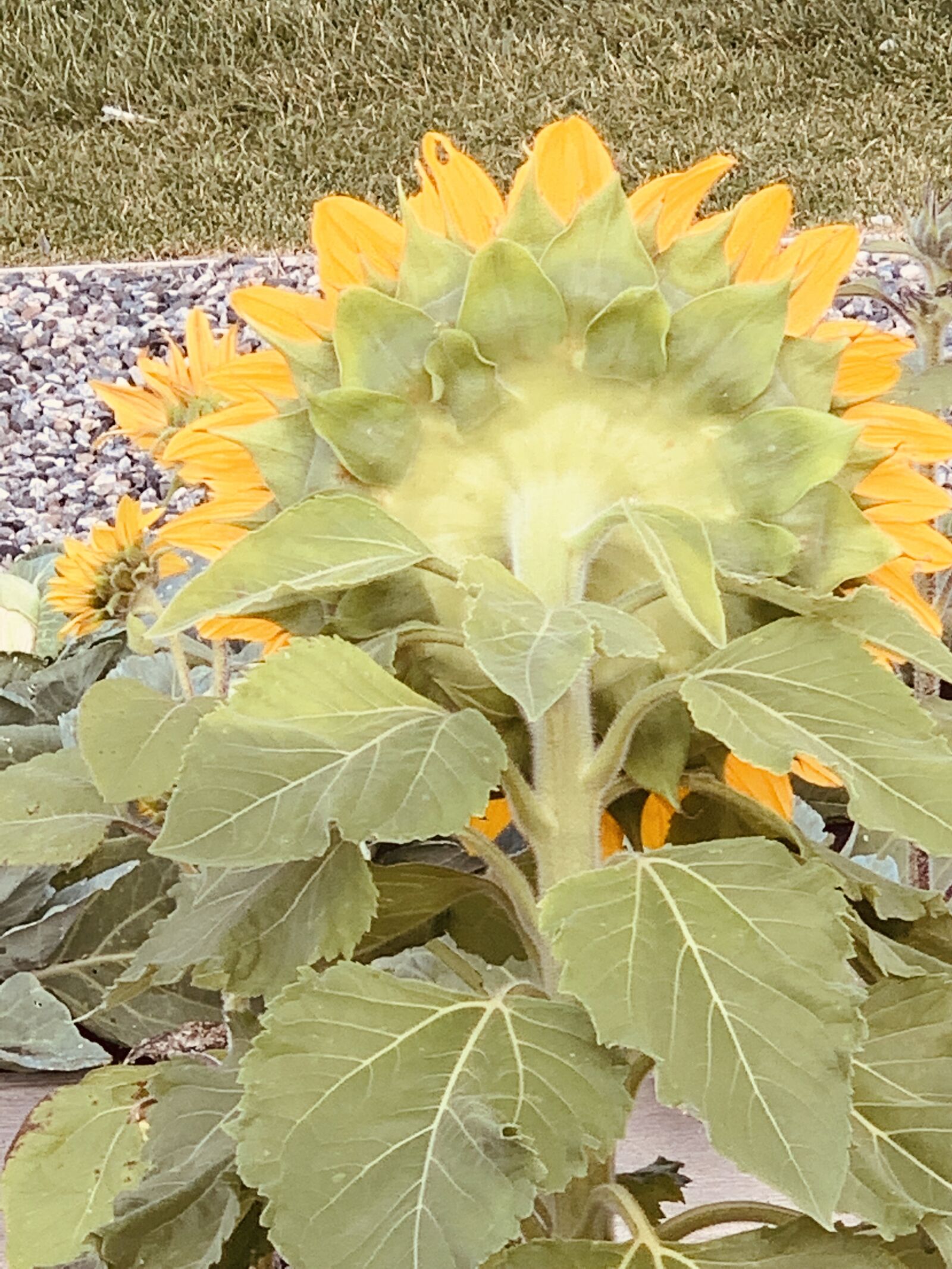 Apple iPhone XS Max sample photo. Sunflower, rearview, summer photography