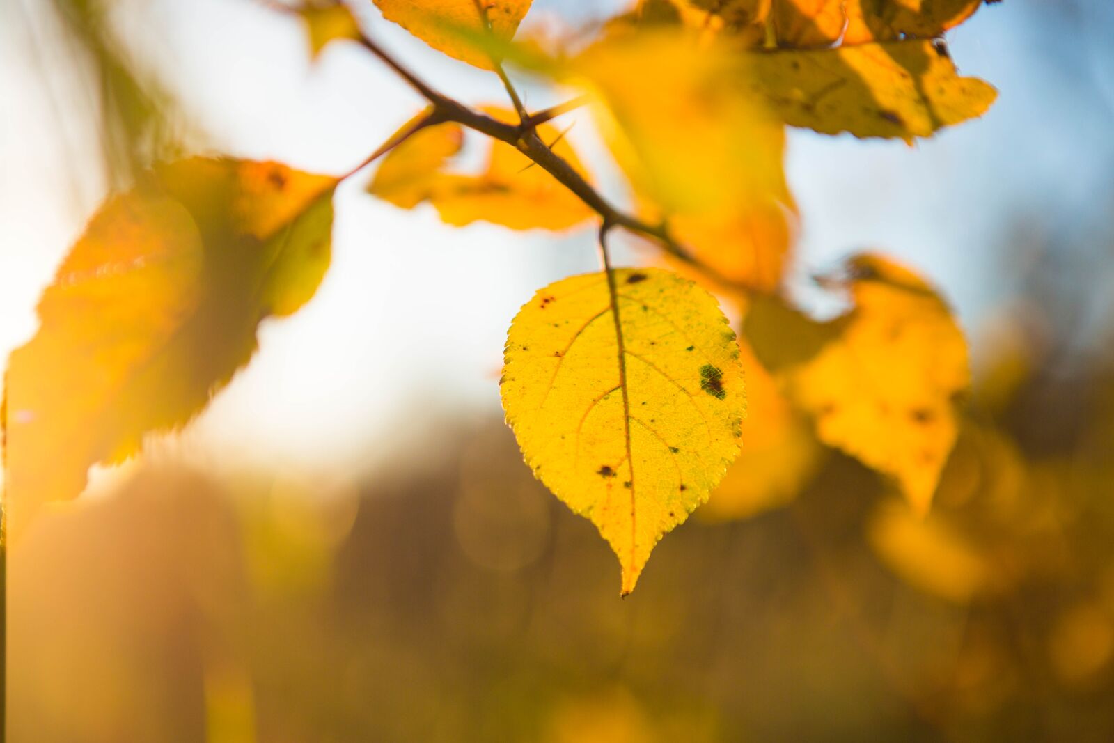 Canon EOS 5D Mark III sample photo. Sky, autumn, landscape photography