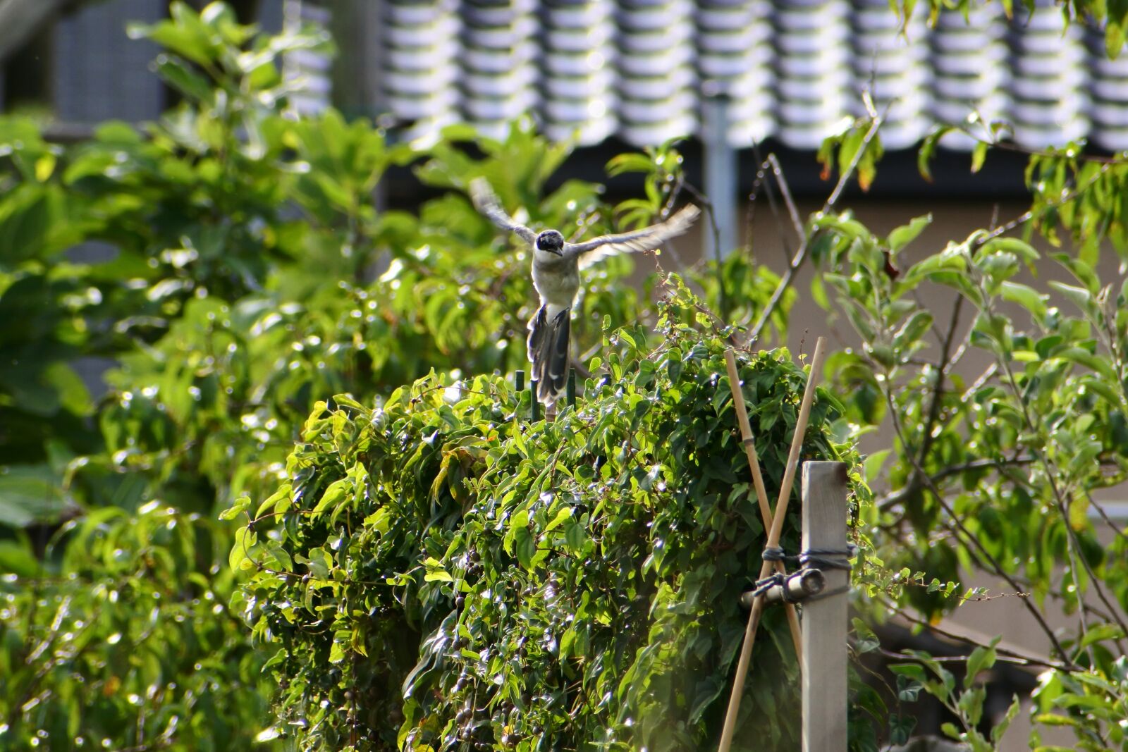 VR 70-300mm f/4.5-6.3G sample photo. Natural, landscape, fence photography