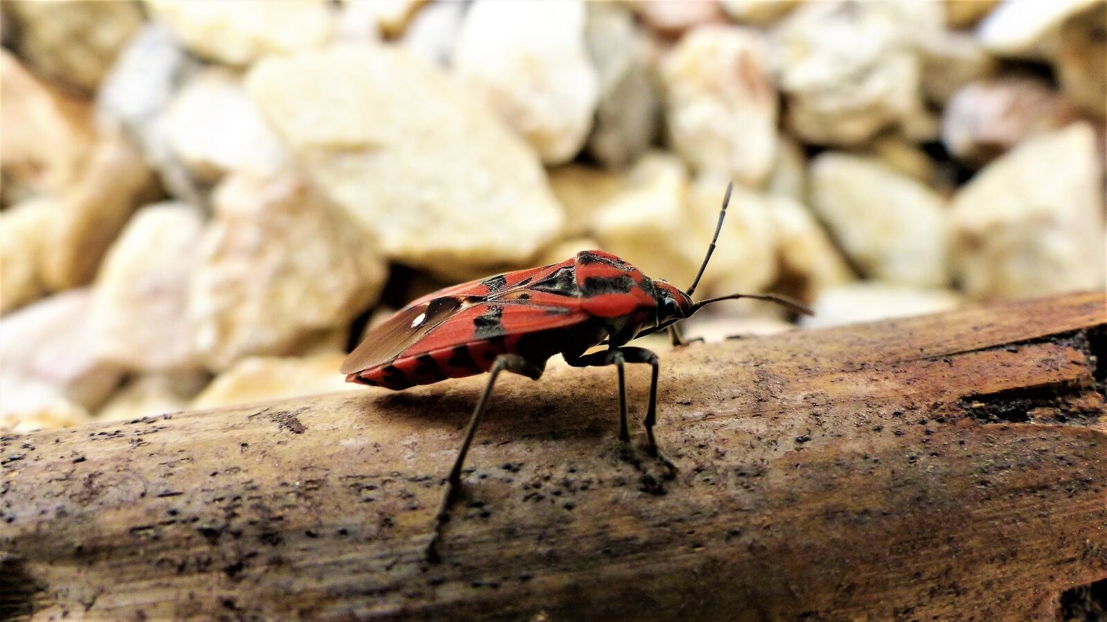 Panasonic Lumix DMC-FZ200 sample photo. Nature, insect, fauna photography