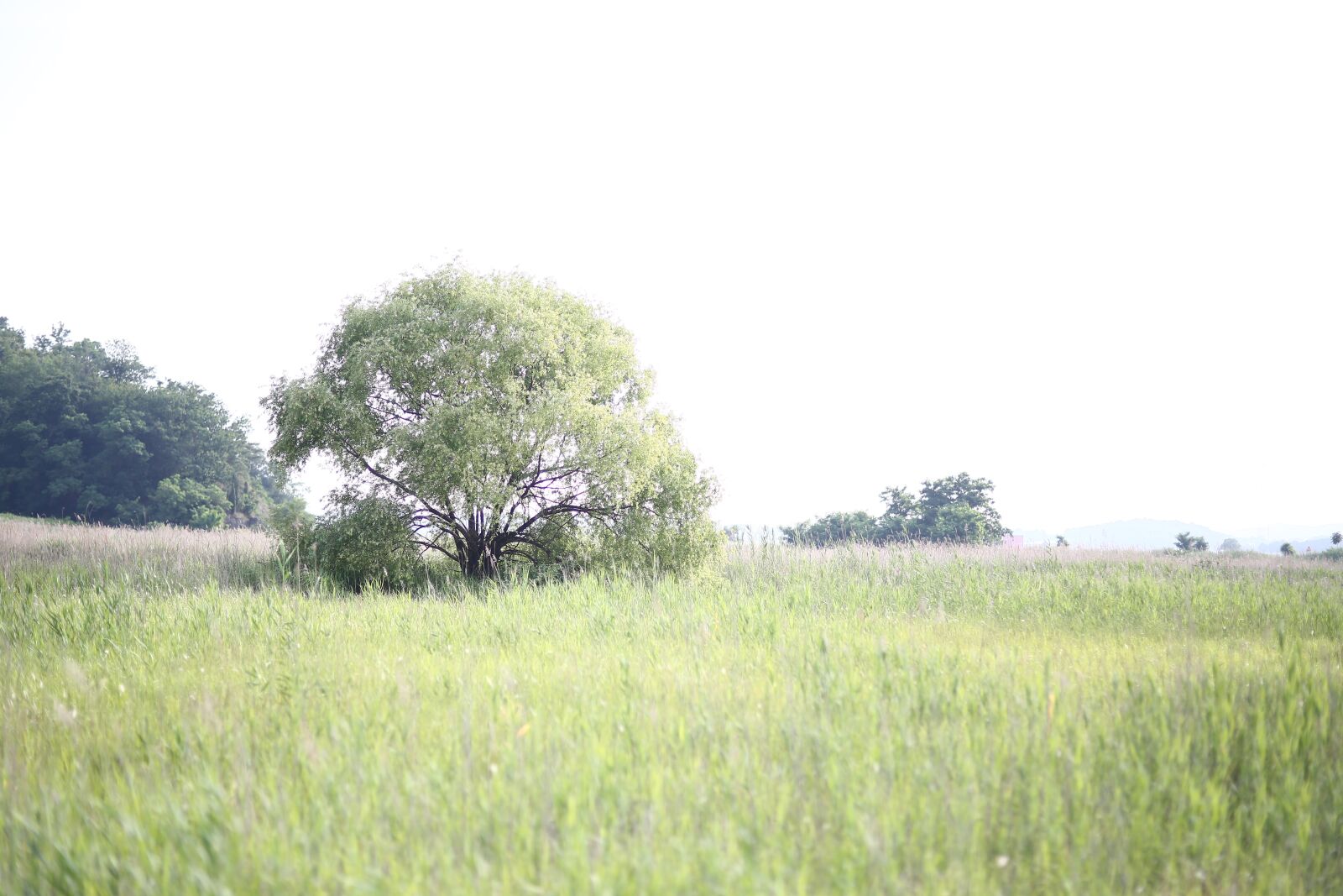 Canon EOS 5D Mark III sample photo. Pasture, tree, ranch photography