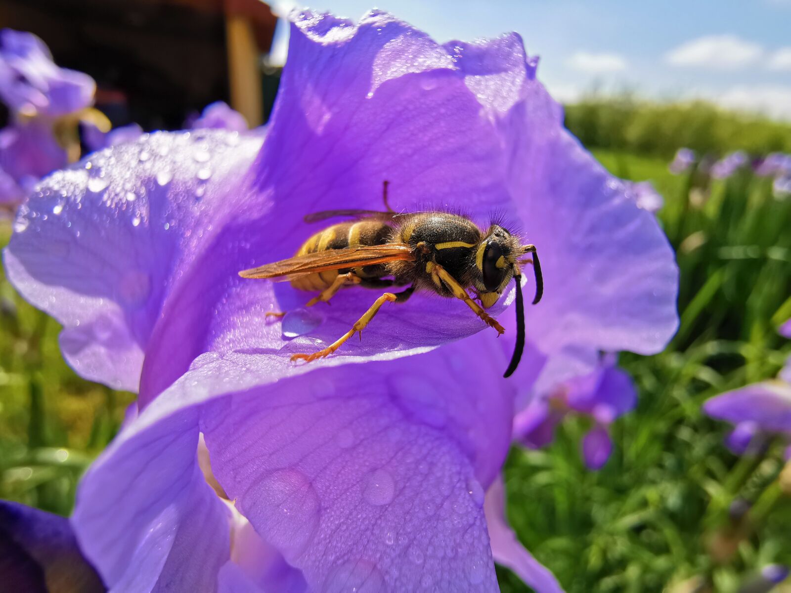 HUAWEI P30 Pro sample photo. Wasp resting on a photography