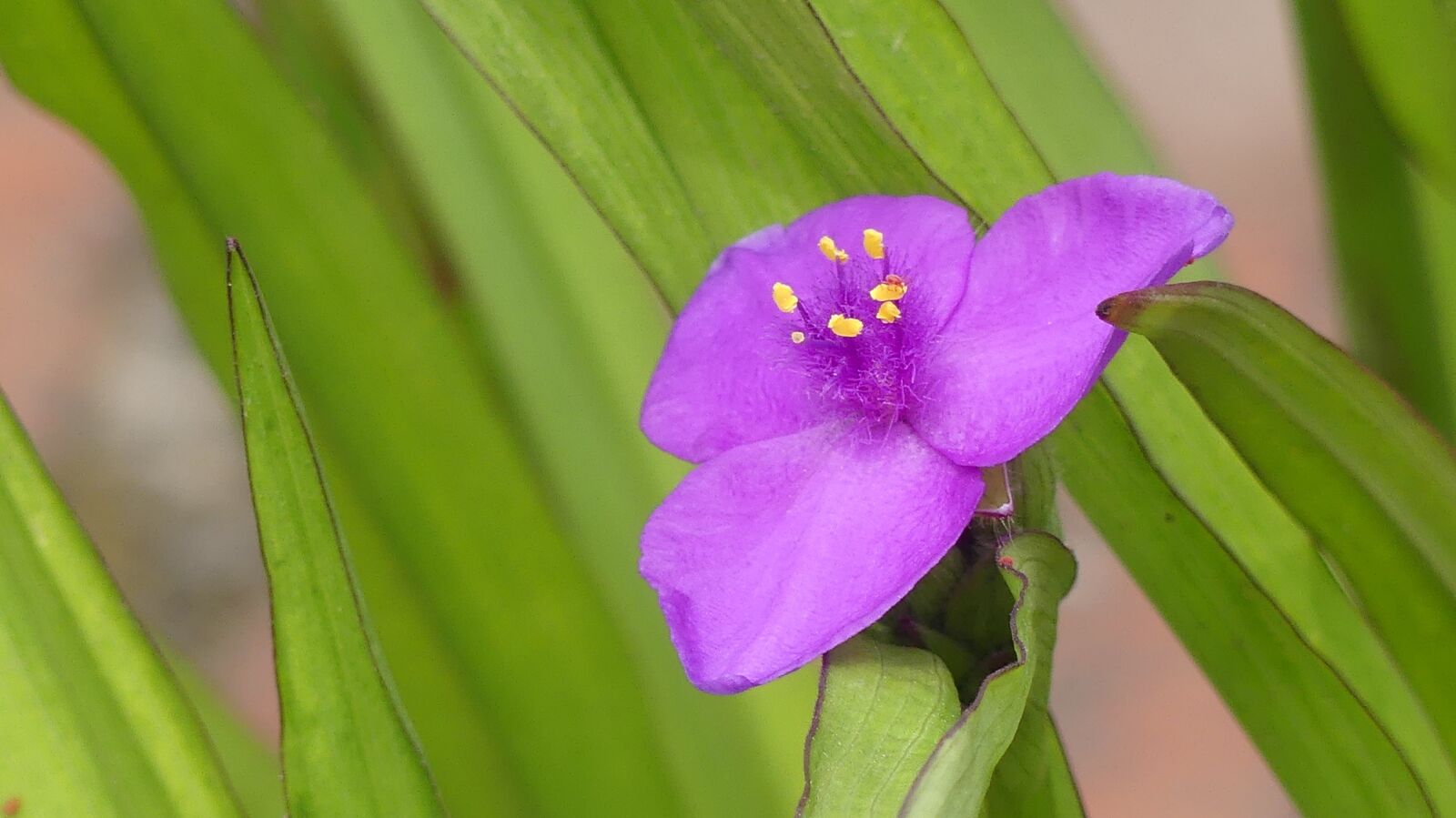 Panasonic Lumix DMC-FZ300 sample photo. Blossom, bloom, violet photography