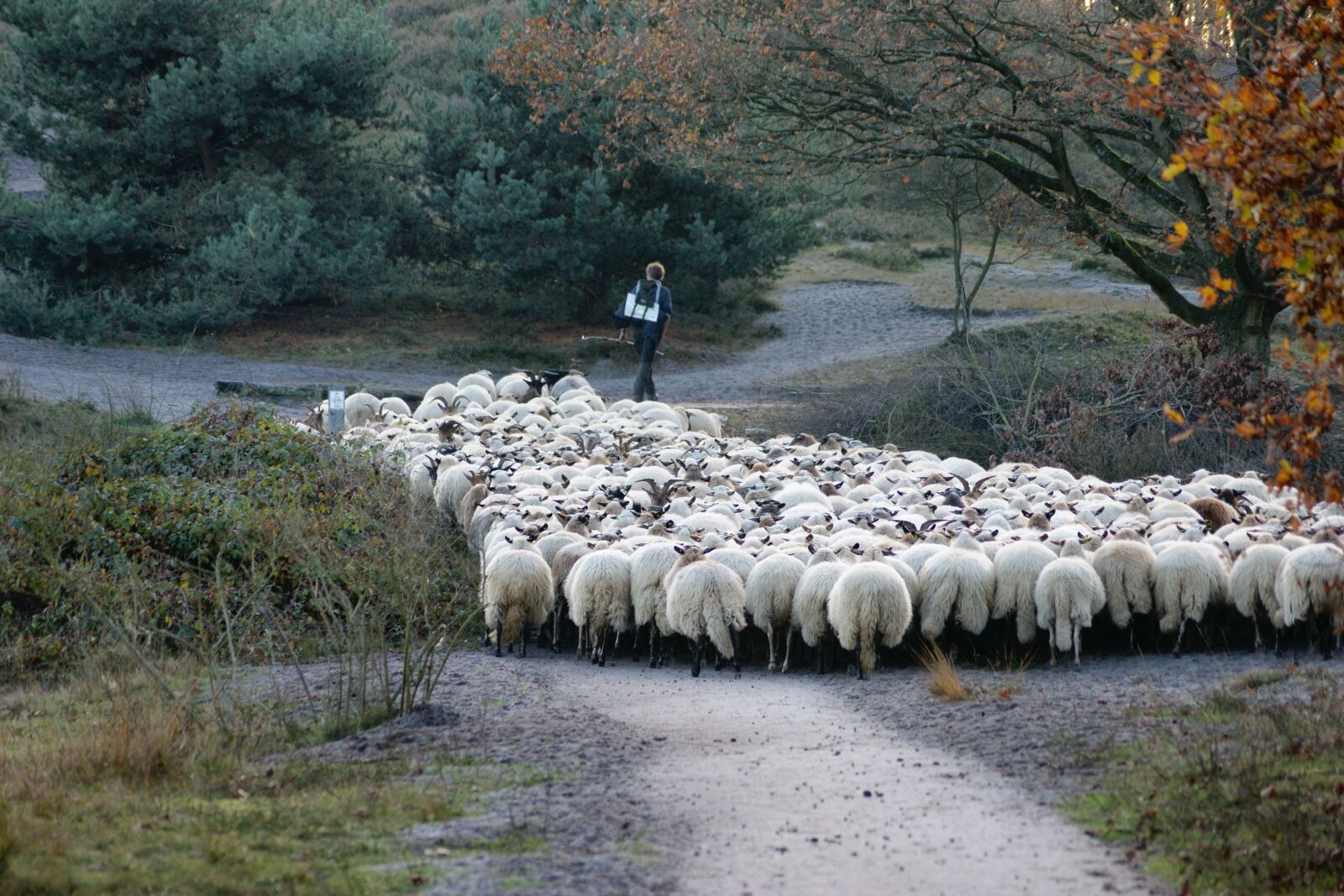 Sony Alpha DSLR-A390 sample photo. Shepherd, sheep, herd photography
