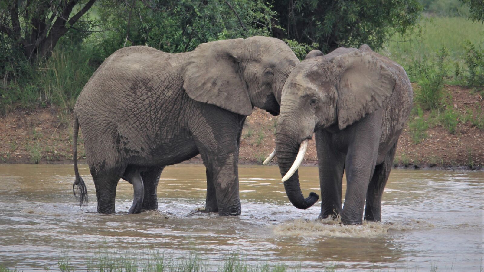 Canon EOS 60D sample photo. African elephants, charming, hugging photography