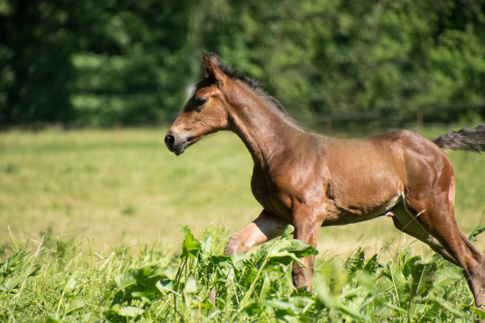 Nikon D3300 sample photo. Horse, foal, young photography