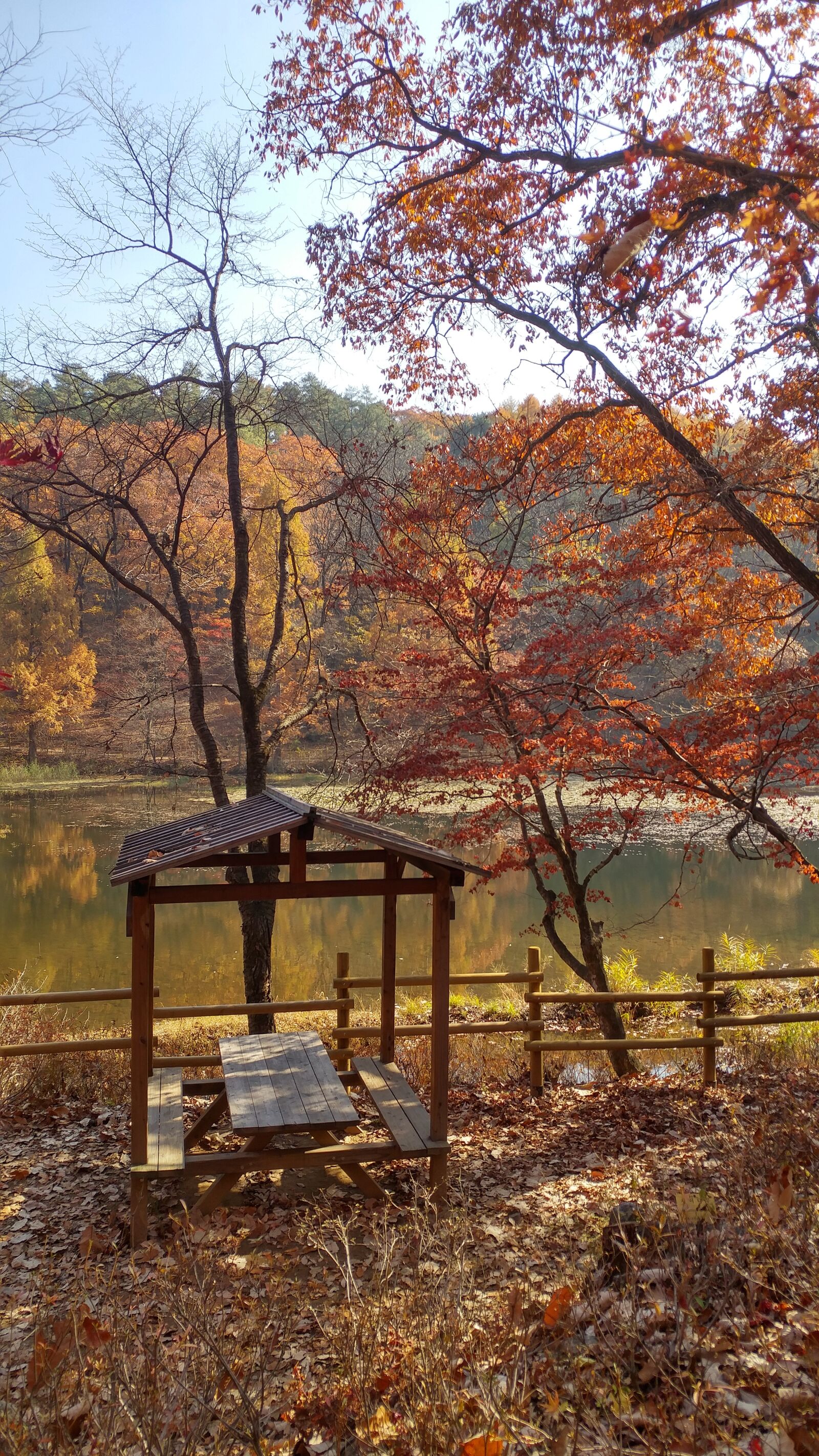 LG G5 sample photo. Autumn, leaves, nature photography